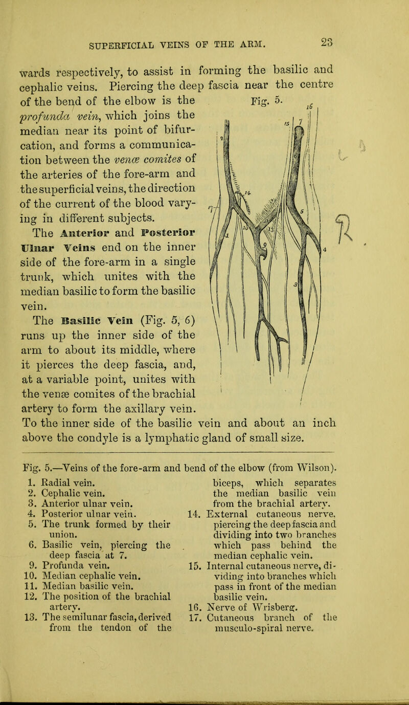 SUPERFICIAL VEINS OF THE ARM. 28 wards respectively, to assist in f cephalic veins. Piercing the deep of the bend of the elbow is the 'profunda vein, which joins the median near its point of bifur- cation, and forms a communica- tion between the vence comites of the arteries of the fore-arm and the superficial veins, the direction of the current of the blood vary- ing in different subjects. The Anterior and Posterior Ulnar Veins end on the inner side of the fore-arm in a single trunk, which unites with the median basilic to form the basilic vein. The Basilic Vein (Fig. 5, 6) runs up the inner side of the arm to about its middle, where it pierces the deep fascia, and, at a variable point, unites with the vense comites of the brachial artery to form the axillary vein. To the inner side of the basilic v above the condyle is a lymphatic; >rming the basilic and fascia near the centre sin and about an inch ;land of small size. Fig. 5.—Veins of the fore-arm and bend of the elbow (from Wilson). 1. Radial vein. 2. Cephalic vein. 3. Anterior ulnar vein. 4. Posterior ulnar vein. 5. The trunk formed by their union. 6. Basilic vein, piercing the deep fascia at 7. 9. Profunda vein. 10. Median cephalic vein. 11. Median basilic vein. 12. The position of the brachial artery. 13. The semilunar fascia, derived from the tendon of the biceps, which separates the median basilic vein from the brachial artery. 14. External cutaneous nerve. piercing the deep fascia and dividing into two branches which pass behind the median cephalic vein. 15. Internal cutaneous nerve, di- viding into branches which pass in front of the median basilic vein. 16. Nerve of Wrisbera;. 17. Cutaneous branch of the musculo-spiral nerve.