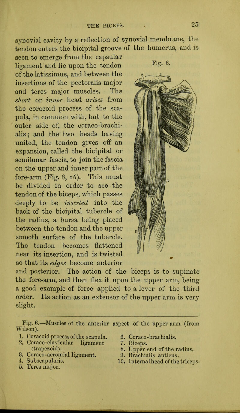 Fig. 6. synovial cavity by a reflection of synovial membrane, the tendon enters the bicipital groove of the humerus, and is seen to emerge from the capsular ligament and lie upon the tendon of the latissimus, and between the insertions of the pectoralis major and teres major muscles. The short or inner head arises from the coracoid process of the sca- pula, in common with, but to the outer side of, the eoraco-brachi- alis; and the two heads having united, the tendon gives off an expansion, called the bicipital or semilunar fascia, to join the fascia on the upper and inner part of the fore-arm (Fig. 8, 16). This must be divided in order to see the tendon of the biceps, which passes deeply to be inserted into the back of the bicipital tubercle of the radius, a bursa being placed between the tendon and the upper smooth surface of the tubercle. The tendon becomes flattened near its insertion, and is twisted so that its edges become anterior and posterior. The action of the biceps is to supinate the fore-arm, and then flex it upon the upper arm, being a good example of force applied to a lever of the third order. Its action as an extensor of the upper arm is very slight. Fig. 6.—Muscles of the anterior Wilson). 1. Coracoid process of the scapula. 2. Coraco-clavicular ligament (trapezoid). 3. Coraco-acromial ligament. 4. Subscapularis. 5. Teres major. aspect of the upper arm (from 6. Coraco-brachialis. 7. Biceps. 8. Upper end of the radius. 9. Brachialis anticus. 10. Internalhead of the triceps.