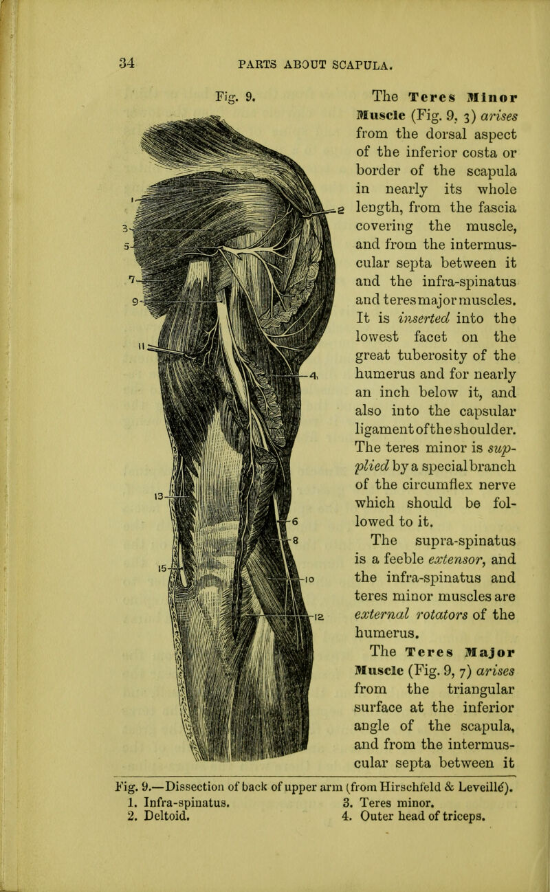 F,>. 9. The Teres Minor Muscle (Fig. 9, 3) arises from the dorsal aspect of the inferior costa or border of the scapula in nearly its whole g length, from the fascia covering the muscle, and from the intermus- cular septa between it and the infra-spinatus and teresmajor muscles. It is inserted into the lowest facet on the great tuberosity of the humerus and for nearly an inch below it, and also into the capsular ligament of the shoulder. The teres minor is sup- plied by a special branch of the circumflex nerve which should be fol- lowed to it. The supra-spinatus is a feeble extensor, and the infra-spinatus and teres minor muscles are external rotators of the humerus. The Teres Major Muscle (Fig. 9, 7) arises from the triangular surface at the inferior angle of the scapula, and from the intermus- cular septa between it Fig. 9.—Dissection of back of upper arm (from Hirschfeld & Leveille'). 1. Infra-spinatus. 3. Teres minor. 2. Deltoid. 4. Outer head of triceps.