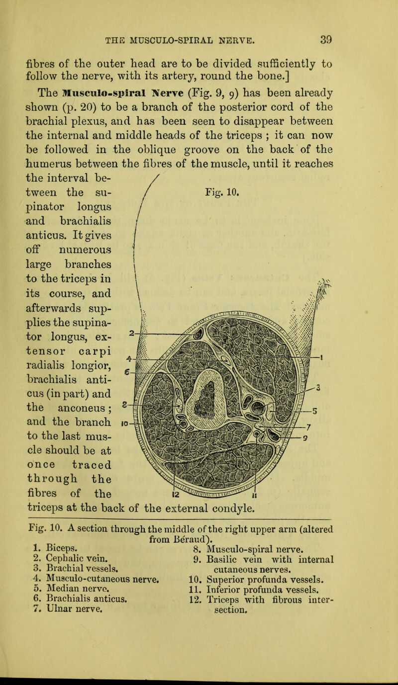 fibres of the outer head are to be divided sufficiently to follow the nerve, with its artery, round the bone.] The Musculo-spiral Nerve (Fig. 9, 9) has been already shown (p. 20) to be a branch of the posterior cord of the brachial plexus, and has been seen to disappear between the internal and middle heads of the triceps ; it can now be followed in the oblique groove on the back of the humerus between the fibres of the muscle, until it reaches the interval be- tween the su- / Fig. 10. pinator longus and brachialis anticus. It gives off numerous large branches to the triceps in its course, and afterwards sup- plies the supina- tor longus, ex- tensor carpi radialis longior, brachialis anti- cus (in part) and the anconeus; and the branch to the last mus- cle should be at once traced through the fibres of the triceps at the back of the external condyle. Fig. 10. A section through the middle of the right upper arm (altered from Be'raud). 1. Biceps. 2. Cephalic vein. 3. Brachial vessels. 4. Musculo-cutaneous nerve. 5. Median nerve. 6. Brachialis anticus. 7. Ulnar nerve. Musculo-spiral nerve. 9. Basilic vein with internal cutaneous nerves. 10. Superior profunda vessels. 11. Inferior profunda vessels. 12. Triceps with fibrous inter- section.