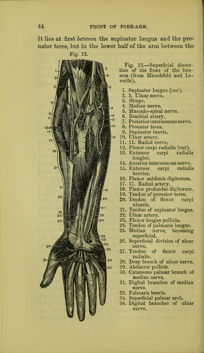 It lies at first between the supinator longus and the pro- nator teres, but in the lower half of the arm between the Fig. 12. Fig. 12.—Superficial dissec- tion of the front of the fore - arm (from Hirschfeld and Le- veille). 1. Supinator longus (cut). 2. 2. Ulnar nerve. 3. Biceps. 4. Median nerve. 5. Musculo-spiral nerve. 6. Brachial artery. 7. Posterior interosseous nerve. 8. Pronator teres. 9. Supinator brevis. 10. Ulnar artery. 11. 11. Radial nerve. 12. Flexor carpi radialis (cut). 13. Extensor carpi radialis longior. 14. Anterior interosseous nerve. 15. Extensor carpi radialis brevior. 16. Flexor sublimis digitorum. 17. 17. Radial artery. 18. Flexor profundus digitorum. 19. Tendon of pronator teres. 20. Tendon of flexor carpi ulnaris. 21. Tendon of supinator longus. 22. Ulnar artery. 23. Flexor longus pollicis. 24. Tendon of palmaris longus. 25. Median nerve, becoming superficial. 26. Superficial division of ulnar nerve. 27. Tendon of flexor carpi radialis. 28. Deep branch of ulnar nerve. 29. Abductor pollicis. 30. Cutaneous palmar branch of median nerve. 31. Digital branches of median nerve. 32. Palmaris brevis. 34. Superficial palmar arch. 36. Digital branches of ulnar