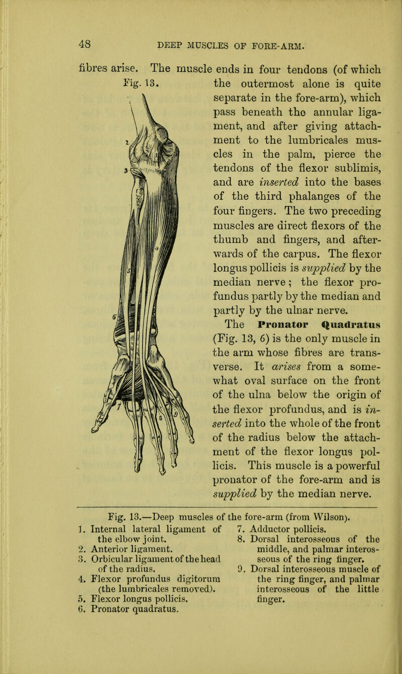 fibres arise. The muscle ends in four tendons (of which Fig. 13. the outermost alone is quite separate in the fore-arm), which pass beneath tho annular liga- ment, and after giving attach- ment to the lumbricales mus- cles in the palm, pierce the tendons of the flexor sublimis, and are inserted into the bases of the third phalanges of the four fingers. The two preceding muscles are direct flexors of the thumb and fingers, and after- wards of the carpus. The flexor longus pollicis is supplied by the median nerve; the flexor pro- fundus partly by the median and partly by the ulnar nerve. The Pronator Quadratus (Fig. 13, 6) is the only muscle in the arm whose fibres are trans- verse. It arises from a some- what oval surface on the front of the ulna below the origin of the flexor profundus, and is in- serted into the whole of the front of the radius below the attach- ment of the flexor longus pol- licis. This muscle is a powerful pronator of the fore-arm and is supplied by the median nerve. Fig. 13.—Deep muscles of the 1. Internal lateral ligament of 7 the elbow joint. 8 2. Anterior ligament. 3. Orbicular ligament of the head of the radius. 9 4. Flexor profundus digitorum (the lumbricales removed). 5. Flexor longus pollicis. C. Pronator quadratus. fore-arm (from Wilson). . Adductor pollicis. , Dorsal interosseous of the middle, and palmar interos- seous of the ring finger. . Dorsal interosseous muscle of the ring finger, and palmar interosseous of the little finger.
