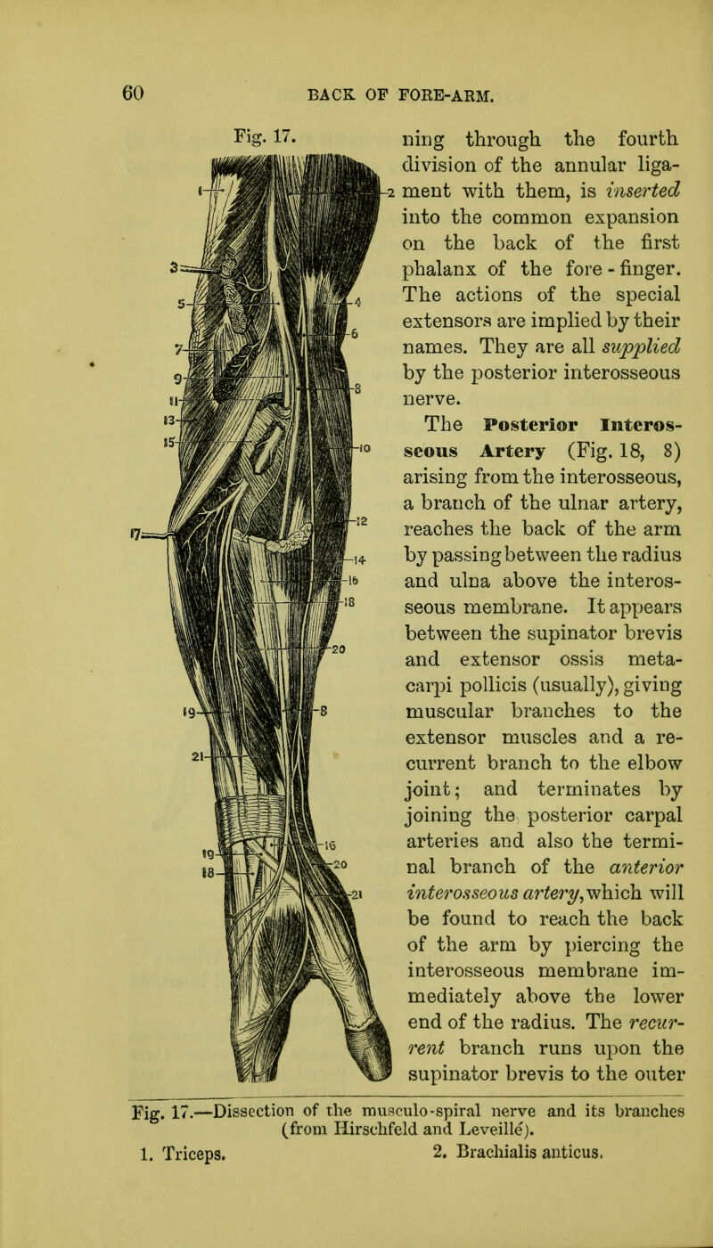 Fig. 17. ning through the fourth division of the annular liga- 2 ment with them, is inserted into the common expansion on the back of the first phalanx of the fore - finger. The actions of the special extensors are implied by their names. They are all supplied by the posterior interosseous nerve. The Posterior Interos- seous Artery (Fig. 18, 8) arising from the interosseous, a branch of the ulnar artery, reaches the back of the arm by passing between the radius and ulna above the interos- seous membrane. It appears between the supinator brevis and extensor ossis meta- carpi pollicis (usually), giving muscular branches to the extensor muscles and a re- current branch to the elbow joint; and terminates by joining the posterior carpal arteries and also the termi- nal branch of the anterior interosseous artery, which will be found to reach the back of the arm by piercing the interosseous membrane im- mediately above the lower end of the radius. The recur- rent branch runs upon the supinator brevis to the outer Fig. 17.—Dissection of the musculo-spiral nerve and its branches (from Hirschfeld and Leveille). 2. Brachialis anticus, 1. Triceps.
