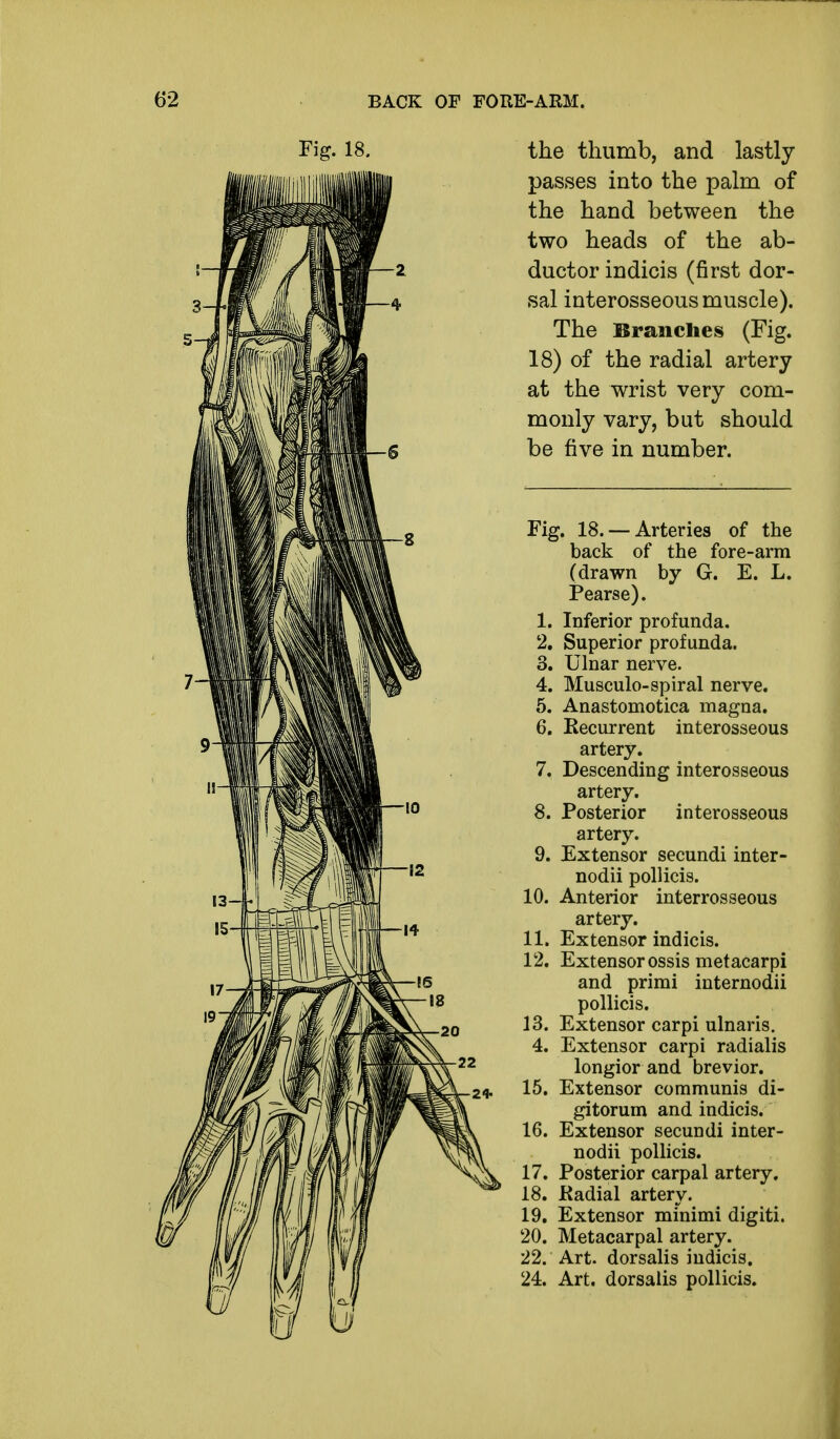 18. the thumb, and lastly passes into the palm of the hand between the two heads of the ab- 2. ductor indicis (first dor- 4 sal interosseous muscle). The Branches (Fig. 18) of the radial artery at the wrist very com- monly vary, but should 6 be five in number. Fig. 18. —Arteries of the back of the fore-arm (drawn by G. E. L. Pearse). 1. Inferior profunda. 2. Superior profunda. 3. Ulnar nerve. 4. Musculo-spiral nerve. 5. Anastomotica magna. 6. Recurrent interosseous artery. 7. Descending interosseous artery. 8. Posterior interosseous artery. 9. Extensor secundi inter- nodii pollicis. 10. Anterior interrosseous artery. 11. Extensor indicis. 12. Extensor ossis metacarpi and primi internodii pollicis. 13. Extensor carpi ulnaris. 4. Extensor carpi radialis longior and brevior. 15. Extensor communis di- gitorum and indicis. 16. Extensor secundi inter- nodii pollicis. 17. Posterior carpal artery. 18. Kadial artery. 19. Extensor minimi digiti. 20. Metacarpal artery. 22. Art. dorsalis indicis. 24. Art. dorsalis pollicis.