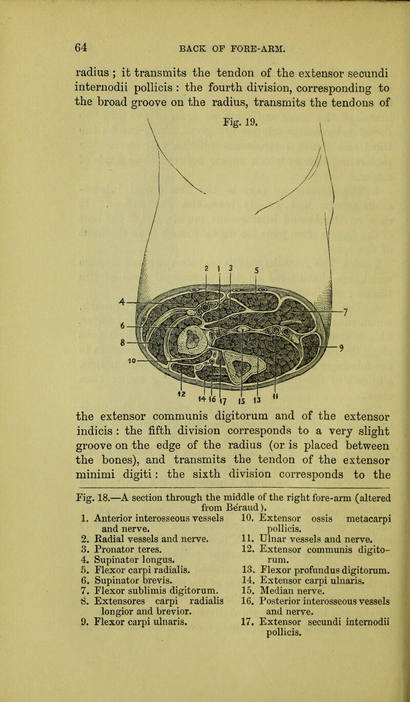 radius ; it transmits the tendon of the extensor secundi internodii pollicis : the fourth division, corresponding to the broad groove on the radius, transmits the tendons of Tig. 19. 16 17 is 13 the extensor communis digitorum and of the extensor indicis : the fifth division corresponds to a very slight groove on the edge of the radius (or is placed between the bones), and transmits the tendon of the extensor minimi digiti: the sixth division corresponds to the Fig. 18.—A section through the middle of the right fore-arm (altered from Be'raud). 1. Anterior interosseous vessels and nerve. 2. Radial vessels and nerve. 3. Pronator teres. 4. Supinator longus. 5. Flexor carpi radialis. 6. Supinator brevis. 7. Flexor sublimis digitorum. 8. Extensores carpi radialis longior and brevior. 9. Flexor carpi ulnaris. 10. Extensor ossis metacarpi pollicis. 11. Ulnar vessels and nerve. 12. Extensor communis digito- rum. 13. Flexor profundus digitorum. 14. Extensor carpi ulnaris. 15. Median nerve. 16. Posterior interosseous vessels and nerve. 17. Extensor secundi internodii pollicis.