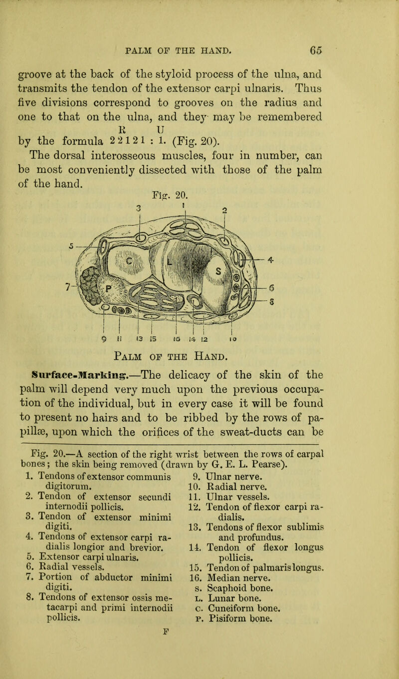 groove at the back of the styloid process of the ulna, and transmits the tendon of the extensor carpi ulnaris. Thus five divisions correspond to grooves on the radius and one to that on the ulna, and they may be remembered R U by the formula 2 2121 : 1. (Fig. 20). The dorsal interosseous muscles, four in number, can be most conveniently dissected with those of the palm of the hand. Fi^. 20. 9 U !3 55 IS 14 12 Palm of the Hand. Surface-Marking.—The delicacy of the skin of the palm will depend very much upon the previous occupa- tion of the individual, but in every case it will be found to present no hairs and to be ribbed by the rows of pa- pillse, upon which the orifices of the sweat-ducts can be Fig. 20.—A section of the right wrist between the rows of carpal bones; the skin being removed (drawn by G. E. L. Pearse). 1. Tendons of extensor communis digitorum. 2. Tendon of extensor secundi internodii pollicis. 3. Tendon of extensor minimi digiti. 4. Tendons of extensor carpi ra- dialis longior and brevior. 5. Extensor carpi ulnaris. 6. Radial vessels. 7. Portion of abductor minimi digiti. 8. Tendons of extensor ossis me- tacarpi and primi internodii pollicis. 9. Ulnar nerve. 10. Radial nerve. 11. Ulnar vessels. 12. Tendon of flexor carpi ra- dialis. 13. Tendons of flexor sublimis and profundus. 11. Tendon of flexor longus pollicis. 15. Tendon of palmaris longus. 16. Median nerve, s. Scaphoid bone. l. Lunar bone. C. Cuneiform bone, p. Pisiform bone.