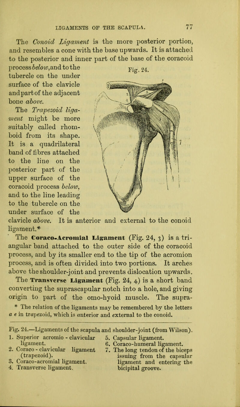 The Conoid Ligament is the more posterior portion, and resembles a cone with the base upwards. It is attached to the posterior and inner part of the base of the coracoid Fig, 24. process below, and to the tubercle on the under surface of the clavicle and part of the adjacent bone above. The Trapezoid liga- ment might be more suitably called rhom- boid from its shape. It is a quadrilateral band of fibres attached to the line on the posterior part of the upper surface of the coracoid process below, and to the line leading to the tubercle on the under surface of the clavicle above. It is anterior and external to the conoid ligament.* The Coraco-Acromial Ligament (Fig. 24, 3) is a tri- angular band attached to the outer side of the coracoid process, and by its smaller end to the tip of the acromion process, and is often divided into two portions. It arches above the shoulder-joint and prevents dislocation upwards. The Transverse Ligament (Fig. 24, 4) is a short band converting the suprascapular notch into a hole, and giving origin to part of the omo-hyoid muscle. The supra- * The relation of the ligaments may be remembered by the letters a e in trapezoid, which is anterior and external to the conoid. Fig. 24.—Ligaments of the scapula and shoulder-joint (from Wilson). 1. Superior acromio - clavicular ligament. 2. Coraco - clavicular ligament (trapezoid). 3. Coraco-acromial ligament. 4. Transverse ligament. 5. Capsular ligament. 6. Coraco-humeral ligament. 7. The long tendon of the biceps issuing from the capsular ligament and entering the bicipital groove.