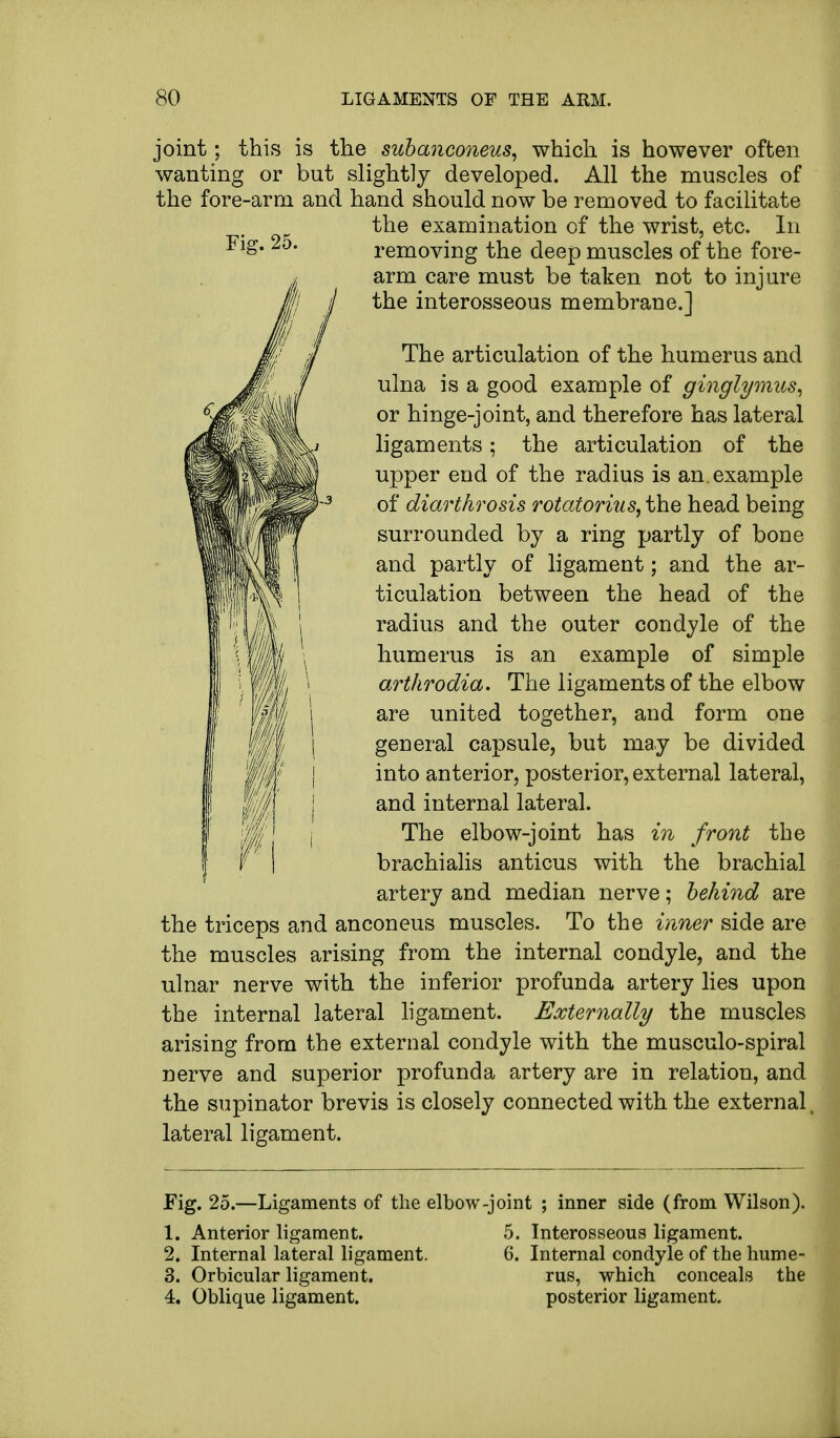 joint; this is the subanconeus, which is however often wanting or but slightly developed. All the muscles of the fore-arm and hand should now be removed to facilitate the examination of the wrist, etc. In Fig. 25. removing the deep muscles of the fore- arm care must be taken not to injure the interosseous membrane.] The articulation of the humerus and ulna is a good example of ginglymus, or hinge-joint, and therefore has lateral ligaments; the articulation of the upper end of the radius is an. example of diarthrosis rotatorias, the head being surrounded by a ring partly of bone and partly of ligament; and the ar- ticulation between the head of the radius and the outer condyle of the humerus is an example of simple arthrodia. The ligaments of the elbow are united together, and form one general capsule, but may be divided into anterior, posterior, external lateral, and internal lateral. The elbow-joint has in front the brachialis anticus with the brachial artery and median nerve; behind are the triceps and anconeus muscles. To the inner side are the muscles arising from the internal condyle, and the ulnar nerve with the inferior profunda artery lies upon the internal lateral ligament. Externally the muscles arising from the external condyle with the musculo-spiral nerve and superior profunda artery are in relation, and the supinator brevis is closely connected with the external, lateral ligament. Fig. 25.—Ligaments of the elbow-joint ; inner side (from Wilson). 1. Anterior ligament. 5. Interosseous ligament. 2. Internal lateral ligament. 6. Internal condyle of the hume- 3. Orbicular ligament. rus, which conceals the 4. Oblique ligament. posterior ligament.