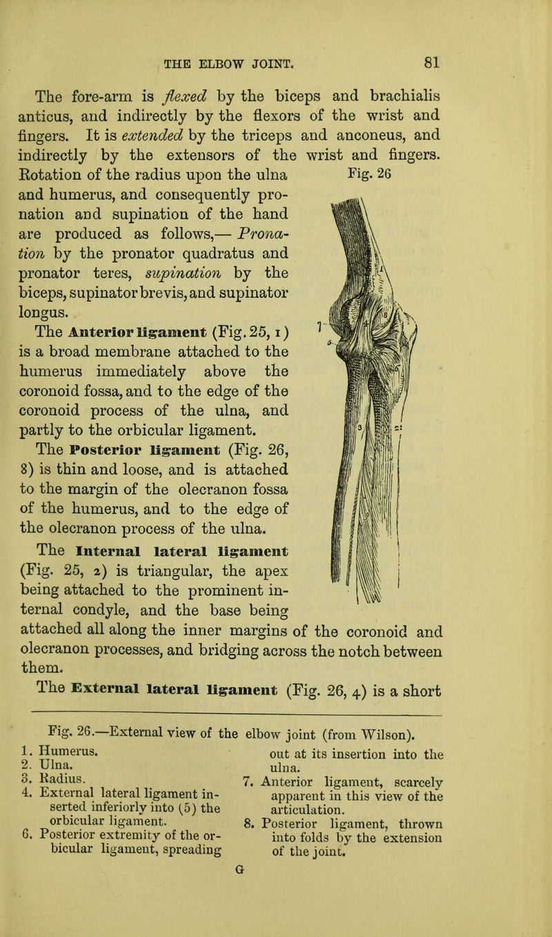 The fore-arm is flexed by the biceps and brachialis anticus, and indirectly by the flexors of the wrist and fingers. It is extended by the triceps and anconeus, and indirectly by the extensors of the wrist and fingers. Eotation of the radius upon the ulna Fig. 26 and humerus, and consequently pro- nation and supination of the hand are produced as follows,— Prona- tion by the pronator quadratus and pronator teres, supination by the biceps, supinator brevis, and supinator longus. The Anterior ligament (Fig. 25, i) is a broad membrane attached to the humerus immediately above the coronoid fossa, and to the edge of the coronoid process of the ulna, and partly to the orbicular ligament. The Posterior ligament (Fig. 26, 8) is thin and loose, and is attached to the margin of the olecranon fossa of the humerus, and to the edge of the olecranon process of the ulna. The Internal lateral ligament (Fig. 25, 2) is triangular, the apex being attached to the prominent in- ternal condyle, and the base being attached all along the inner margins of the coronoid and olecranon processes, and bridging across the notch between them. The External lateral ligament (Fig. 26, 4) is a short Fig. 26.—External view of the elbow joint (from Wilson). 1. Humerus. 2. Ulna. 3. Radius. 4. External lateral ligament in- serted inferiorly into (5) the orbicular ligament. 6. Posterior extremity of the or- bicular ligament, spreading out at its insertion into the ulna. 7. Anterior ligament, scarcely apparent in this view of the articulation. 8. Posterior ligament, thrown into folds by the extension of the joint. G
