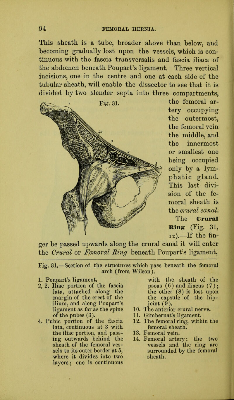 This sheath is a tube, broader above than below, and becoming gradually lost upon the vessels, which is con- tinuous with the fascia transversalis and fascia iliaca of the abdomen beneath Poupart's ligament. Three vertical incisions, one in the centre and one at each side of the tubular sheath, will enable the dissector to see that it is divided by two slender septa into three compartments, Yig, 31. the femoral ar- tery occupying the outermost, the femoral vein the middle, and the innermost or smallest one being occupied only by a lym- phatic gland. This last divi- sion of the fe- moral sheath is the crural canal. The Crural Ring (Fig. 31, 12).—If the fin- ger be passed upwards along the crural canal it will enter the Crural or Femoral Ring beneath Poupart's ligament, Fig. 31.—Section of the structures arch (from 1. Poupart's ligament. 2, 2. Iliac portion of the fascia lata, attached along the margin of the crest of the ilium, and along Poupart's ligament as far as the spine of the pubes (3). 4. Pubic portion of the fascia lata, continuous at 3 with the iliac portion, and pass- ing outwards behind the sheath of the femoral ves- sels to its outer border at 5, where it divides into two layers; one is continuous which pass beneath the femoral Wilson). with the sheath of the psoas (6) and iliacus (7); the other (8) is lost upon the capsule of the hip- joint(9). 10. The anterior crural nerve. 11. Gimbernat's ligament. 12. The femoral ring, within the femoral sheath. 13. Femoral vein. 14. Femoral artery; the two vessels and the ring are surrounded by the femoral sheath.