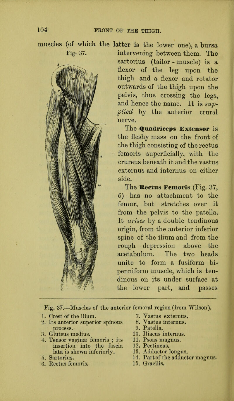 muscles (of which the latter is the lower one), a bursa Fig. 37. intervening between them. The sartorius (tailor - muscle) is a flexor of the leg upon the thigh and a flexor and rotator outwards of the thigh upon the pelvis, thus crossing the legs, and hence the name. It is sup- plied by the anterior crural nerve. The Quadriceps extensor is the fleshy mass on the front of the thigh consisting of the rectus femoris superficially, with the crureus beneath it and the vastus externus and internus on either side. The Rectus Femoris (Fig. 37, 6) has no attachment to the femur, but stretches over it from the pelvis to the patella. It arises by a double tendinous origin, from the anterior inferior spine of the ilium and from the rough depression above the acetabulum. The two heads unite to form a fusiform bi- penniform muscle, which is ten- dinous on its under surface at the lower part, and passes Fig. 37.—Muscles of the anterior femoral region (from Wilson). 1. Crest of the ilium. 7. 2. Its anterior superior spinous 8. process. 9. 3. Gluteus medius. 10. 4. Tensor vaginse femoris ; its 11. insertion into the fascia 12. lata is shown inferiorly. 13. 5. Sartorius. 14. 6. Rectus femoris. 15. Vastus externus. Vastus internus. Patella. Iliacus internus. Psoas magnus. Pectineus. Adductor longus. Part of the adductor magnus. Gracilis.