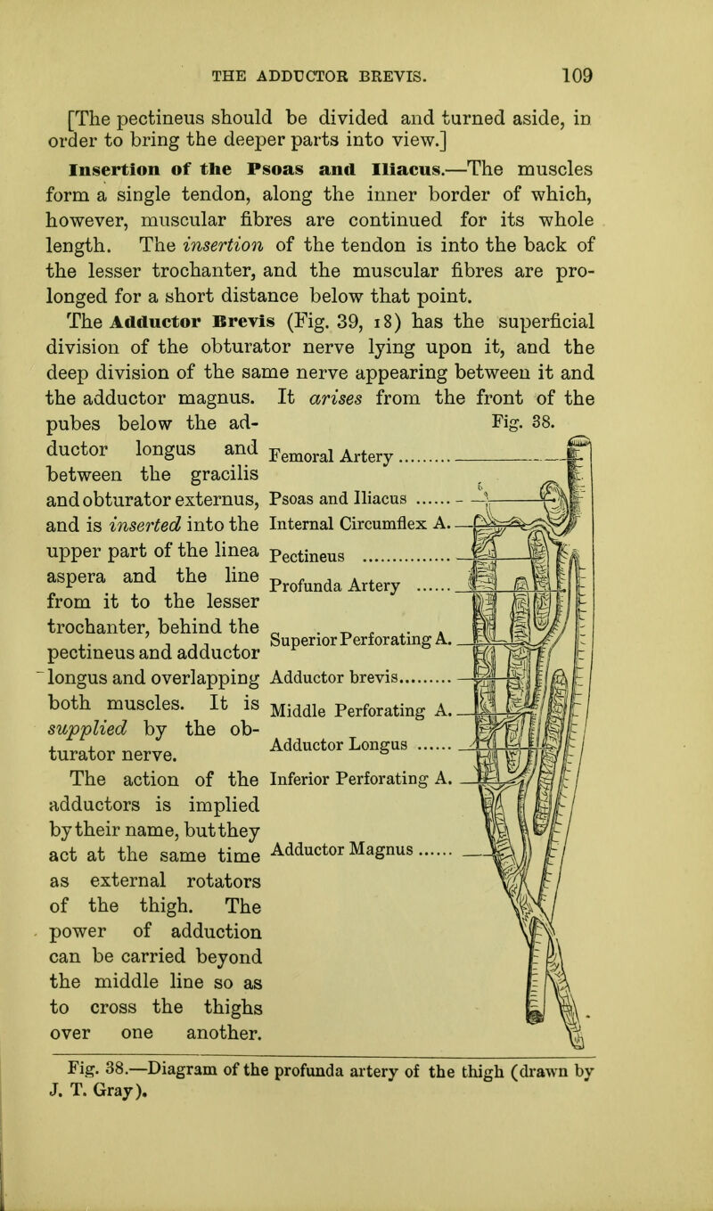 [The pectineus should be divided and turned aside, in order to bring the deeper parts into view.] Insertion of the Psoas and Iliacus.—The muscles form a single tendon, along the inner border of which, however, muscular fibres are continued for its whole length. The insertion of the tendon is into the back of the lesser trochanter, and the muscular fibres are pro- longed for a short distance below that point. The Adductor Brevis (Fig. 39, 18) has the superficial division of the obturator nerve lying upon it, and the deep division of the same nerve appearing between it and the adductor magnus. It arises from the front of the pubes below the ad- Fig. 38. ductor longus and Femoral Arteiy between the gracilis and obturator externus, Psoas and Iliacus and is inserted into the Internal Circumflex A upper part of the linea pectineus aspera and the line Profunda Artery J£:_X; from it to the lesser trochanter, behind the . ' . •. . 7 , ,, . Superior Perforating A. pectineus and adductor ~ longus and overlapping Adductor brevis both muscles. It is Middle Perforating A. supplied by the ob- turator nerve. Adductor Longus The action of the Inferior Perforating A. adductors is implied by their name, but they act at the same time Adductor Magnus as external rotators of the thigh. The power of adduction can be carried beyond the middle line so as to cross the thighs over one another. Yft Fig. 38.—Diagram of the profunda artery of the thigh (drawn bv J. T. Gray),