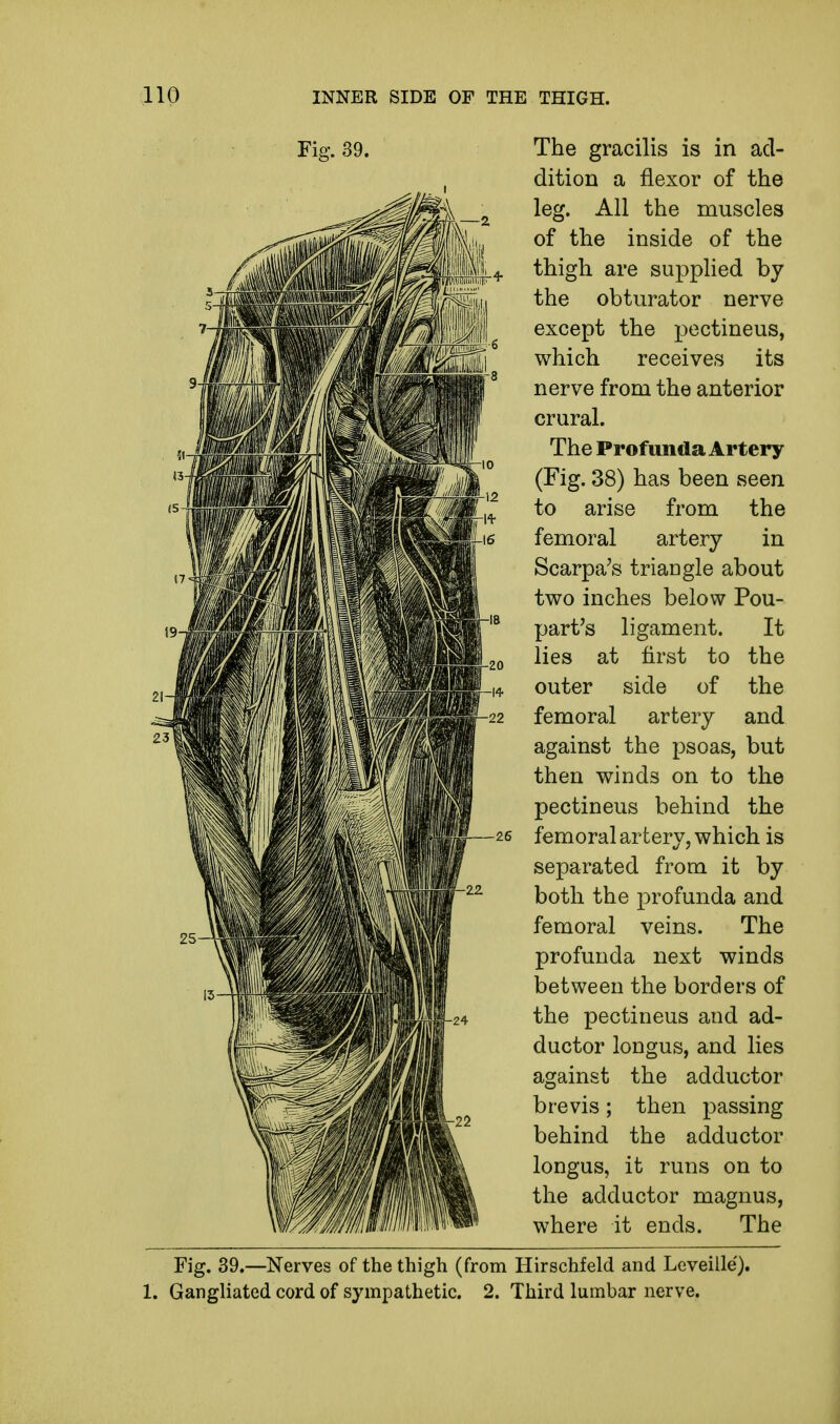 Fig. 39. The gracilis is in ad- dition a flexor of the leg. All the muscles of the inside of the thigh are supplied by the obturator nerve except the pectineus, which receives its nerve from the anterior crural. The Profunda Artery (Fig. 38) has been seen to arise from the femoral artery in Scarpa's triangle about two inches below Pou- part's ligament. It lies at first to the outer side of the femoral artery and against the psoas, but then winds on to the pectineus behind the femoral artery, which is separated from it by both the profunda and femoral veins. The profunda next winds between the borders of the pectineus and ad- ductor longus, and lies against the adductor brevis; then passing behind the adductor longus, it runs on to the adductor magnus, where it ends. The Fig. 39.—Nerves of the thigh (from Hirschfeld and Leveille'). 1. Gangliated cord of sympathetic. 2. Third lumbar nerve.