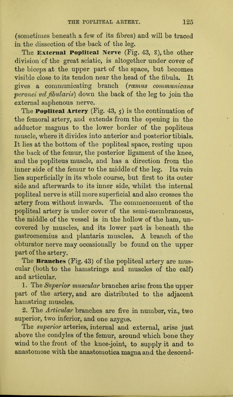 (sometimes beneath a few of its fibres) and will be traced in the dissection of the back of the leg. The External Popliteal TCerve (Fig. 43, 8), the other division of the great sciatic, is altogether under cover of the biceps at the upper part of the space, but becomes visible close to its tendon near the head of the fibula. It gives a communicating branch (ramus communicans peronei vel fibularis) down the back of the leg to join the external saphenous nerve. The Popliteal Artery (Fig. 43, 5) is the continuation of the femoral artery, and extends from the opening in the adductor magnus to the lower border of the popliteus muscle, where it divides into anterior and posterior tibials. It lies at the bottom of the popliteal space, resting upon the back of the femur, the posterior ligament of the knee, and the popliteus muscle, and has a direction from the inner side of the femur to the middle of the leg. Its vein lies superficially in its whole course, but first to its outer side and afterwards to its inner side, whilst the internal popliteal nerve is still more superficial and also crosses the artery from without inwards. The commencement of the popliteal artery is under cover of the semi-membranosus, the middle of the vessel is in the hollow of the ham, un- covered by muscles, and its lower part is beneath the gastrocnemius and plantaris muscles. A branch of the obturator nerve may occasionally be found on the upper part of the artery. The Branches (Fig. 43) of the popliteal artery are mus- cular (both to the hamstrings and muscles of the calf) and articular. 1. The Superior muscular branches arise from the upper part of the artery, and are distributed to the adjacent hamstring muscles. 2. The Articular branches are five in number, viz., two superior, two inferior, and one azygos. The superior arteries, internal and external, arise just above the condyles of the femur, around which bone they wind to the front of the knee-joint, to supply it and to anastomose with the anastomotica magna and the descend-