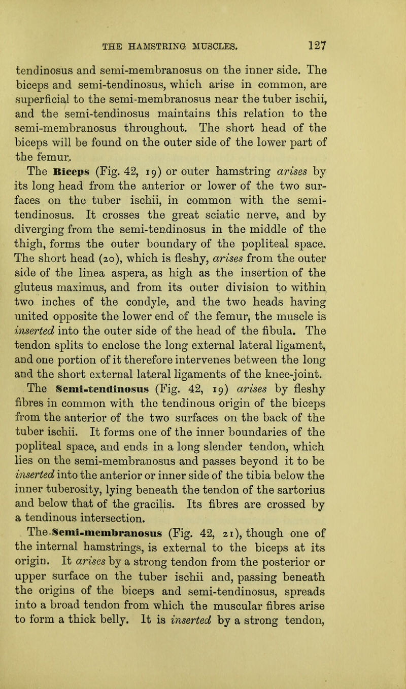 tendinosus and semi-membranosus on the inner side. The biceps and semi-tendinosus, which arise in common, are superficial to the semi-membranosus near the tuber ischii, and the semi-tendinosus maintains this relation to the semi-membranosus throughout. The short head of the biceps will be found on the outer side of the lower part of the femur. The Biceps (Fig. 42, 19) or outer hamstring arises by its long head from the anterior or lower of the two sur- faces on the tuber ischii, in common with the semi- tendinosus. It crosses the great sciatic nerve, and by diverging from the semi-tendinosus in the middle of the thigh, forms the outer boundary of the popliteal space. The short head (20), which is fleshy, arises from the outer side of the linea aspera, as high as the insertion of the gluteus maximus, and from its outer division to within, two inches of the condyle, and the two heads having united opposite the lower end of the femur, the muscle is inserted into the outer side of the head of the fibula. The tendon splits to enclose the long external lateral ligament, and one portion of it therefore intervenes between the long and the short external lateral ligaments of the knee-joint. The Semi-tendinosus (Fig. 42, 19) arises by fleshy fibres in common with the tendinous origin of the biceps from the anterior of the two surfaces on the back of the tuber ischii. It forms one of the inner boundaries of the popliteal space, and ends in a long slender tendon, which lies on the semi-membranosus and passes beyond it to be inserted into the anterior or inner side of the tibia below the inner tuberosity, lying beneath the tendon of the sartorius and below that of the gracilis. Its fibres are crossed by a tendinous intersection. The.Semi-membranosus (Fig. 42, 21), though one of the internal hamstrings, is external to the biceps at its origin. It arises by a strong tendon from the posterior or upper surface on the tuber ischii and, passing beneath the origins of the biceps and semi-tendinosus, spreads into a broad tendon from which the muscular fibres arise to form a thick belly. It is inserted by a strong tendon,