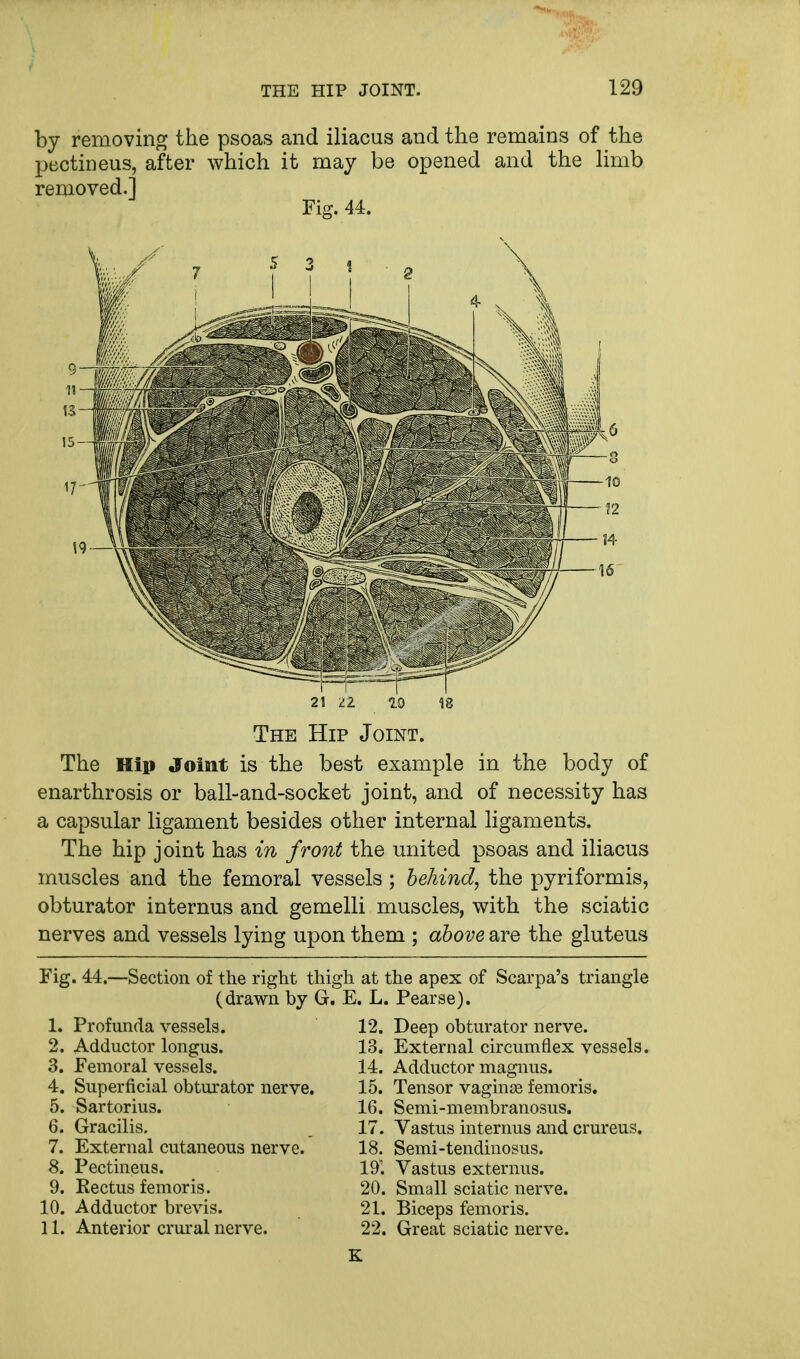 by removing the psoas and iliacus and the remains of the pectineus, after which it may be opened and the limb removed.] Fig. 44. The Hip Joint. The Hip Joint is the best example in the body of enarthrosis or ball-and-socket joint, and of necessity has a capsular ligament besides other internal ligaments. The hip joint has in front the united psoas and iliacus muscles and the femoral vessels; behind, the pyriformis, obturator internus and gemelli muscles, with the sciatic nerves and vessels lying upon them ; above are the gluteus Fig. 44.—Section of the right thigh at (drawn by G. E. L, 1. Profunda vessels. 12. 2. Adductor longus. 13. 3. Femoral vessels. 14. 4. Superficial obturator nerve. 15. 5. Sartorius. 16. 6. Gracilis. 17. 7. External cutaneous nerve. 18. 8. Pectineus. 19'. 9. Rectus femoris. 20. 10. Adductor brevis. 21. 11. Anterior crural nerve. 22. the apex of Scarpa's triangle Pearse). Deep obturator nerve. External circumflex vessels. Adductor magnus. Tensor vaginse femoris. Semi-membranosus. Vastus internus and crureus. Semi-tendinosus. Vastus externus. Small sciatic nerve. Biceps femoris. Great sciatic nerve.
