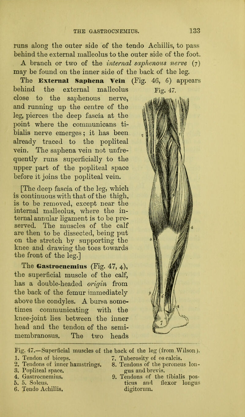 runs along the outer side of the tendo Achillis, to pass behind the external malleolus to the outer side of the foot. A branch or two of the internal saphenous nerve (7) may be found on the inner side of the back of the leg. The External Saphena Vein (Fig. 46, 6) appears behind the external malleolus Fig. 47. close to the saphenous nerve, and running up the centre of the leg, pierces the deep fascia at the point where the communicans ti- bialis nerve emerges; it has been already traced to the popliteal vein. The saphena vein not unfre- quently runs superficially to the upper part of the popliteal space before it joins the popliteal vein. [The deep fascia of the leg, which is continuous with that of the thigh, is to be removed, except near the internal malleolus, where the in- ternal annular ligament is to be pre- served. The muscles of the calf are then to be dissected, being put on the stretch by supporting the knee and drawing the toes towards the front of the leg.] The Gastrocnemius (Fig. 47, 4), the superficial muscle of the calf, has a double-headed origin from the back of the femur immediately above the condyles. A bursa some- times communicating with the knee-joint lies between the inner head and the tendon of the semi- membranosus. The two heads Fig. 47.—Superficial muscles of the back of the leg (from Wilson). 1. Tendon of biceps. 2. Tendons of inner hamstrings. 3. Popliteal space. 4. Gastrocnemius. 5. 5. Soleus. 6. Tendo Achillis. 7. Tuberosity of os calcis. 8. Tendons of the peroneus lon- gus and brevis. 9. Tendons of the tibialis pos- ticus and flexor longus diffitorum.