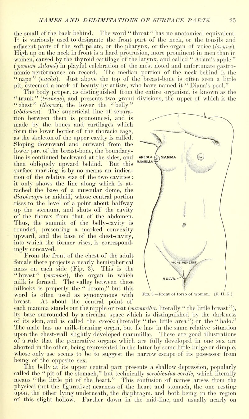 the small of the back behind. The word  throat has no anatomical equivalent. It is variously used to designate the front part of the rieck, or the tonsils and adjacent parts of the soft palate, or the pharynx, or the organ of voice {lanpix). High up on the neck in front is a hard protrusion, more prominent in men than in women, caused by the thyroid cartilage of the larynx, and called  Adam's apple  {pomum Adami) in playful celebration of the most noted and unfortunate gastro- nomic performance on record. The median portion of the neck behind is the ^' nape  (nucha). Just above the top of the breast-bone is often seen a little pit, esteemed a mark of beauty by artists, who have named it  Diana's pool. The body pi'oper, as distinguished from the entire organism, is known as the ^' trunk  (truncus), and jjresents two grand divisions, the upper of which is the ''chest (thorax), the lower the belly (abdomen). The superficial line of separa- tion between them is pronounced, and is made by the bones and cartilages which form the lower border of the thoracic cage, as the skeleton of the upper cavity is called. Sloping downward and outward from the lower part of the breast-bone, the boundary- line is continued backward at the sides, and then obliquely upward behind. But this surface marking is by no means an indica- tion of the relative size of the two cavities : it only shows the line along which is at- tached the base of a muscular dome, the diaphragm or midriff, whose central portion rises to the level of a point about halfway up the sternum, and shuts off the cavity of the thorax from that of the abdomen. Thus, the summit of the belly-cavity is rounded, presenting a marked convexity upward, and the base of the chest-cavity, into which the former rises, is correspond- ingly concaved. From the front of the chest of the adult female there projects a nearly hemispherical mass on each side (Fig. 3). This is the breast (mamma), the organ in which milk is formed. The valley between these hillocks is properly the  bosom, but this word is often used as synonymous with s.-Front of torso of woman, (f. h. g.) breast. At about the central point of each mamma stands out the nipple or teat (mammilla, literally  the little breast), its base surrounded by a circular space which is distinguished by the darkness of its skin, and is called the areola (literally the little area) or the halo. The male has no milk-forming organ, but he has in the same relative situation upon the chest-wall slightly developed mammillte. These are good illustrations of a rule that the generative organs which are fully developed in one sex are aborted in the other, being represented in the latter by some little bulge or dimple, whose only use seems to be to suggest the narrow escape of its possessor from being of the opposite sex. The belly at its upper central part presents a shallow depression, popularly called the pit of the stomach, but technically serobicidus cordis, which literally means  the little pit of the heart. This confusion of names arises from the physical (not the figurative) nearness of the heart and stomach, the one resting upon, the other lying underneath, the diaphragm, and both being in the region of this slight hollow. Farther down in the mid-line, and usually nearly on