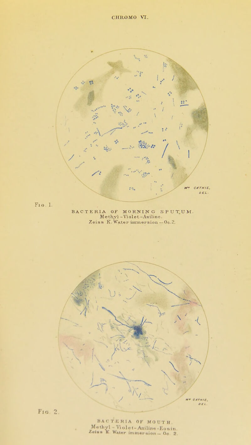 ClIIiOMO Vl. BACTERIA OF MORNING SPUXUM. Methyl -Violet-ATiilino. Zeiss IC. Water irtrmersion —Oc.2.