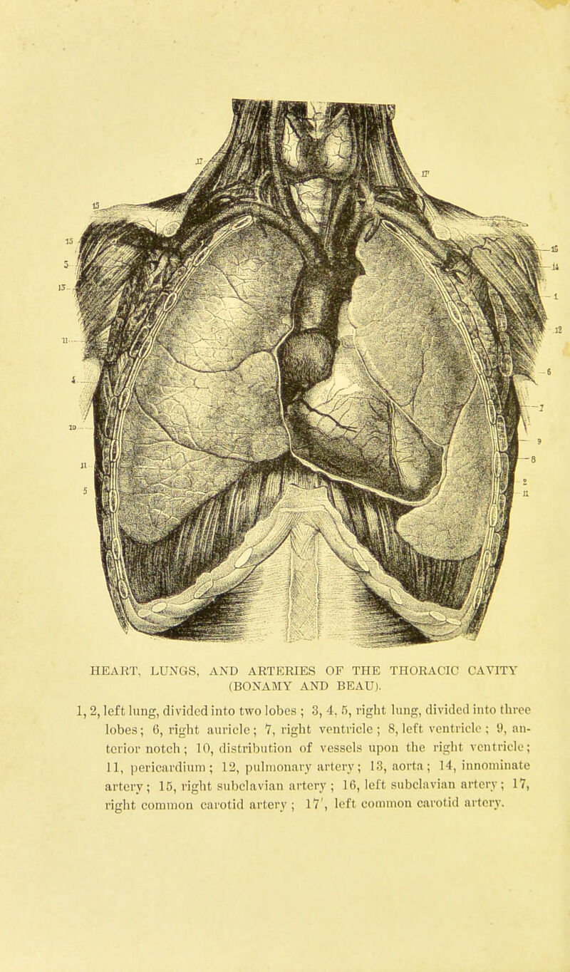 HEART, LUNGS, AND ARTERIES OF THE THORACIC CAVITY (BONAMY AND BEAU). 1, 2, left lung, divided into two lobes ; 3, 4. fi, right lung, divided into three lobes; 6, right auricle; 7, right veutriele ; 8, left ventricle ; 9, an- terior notch; 10, distribution of vessels upon the right ventricle; II, pericardium ; 12, pulmonary artery; 13, aorta; 14, innominate artery; 15, right subclavian artery ; 16, left subclavian artery; 17, right common carotid artery ; IV, left common carotid artery.