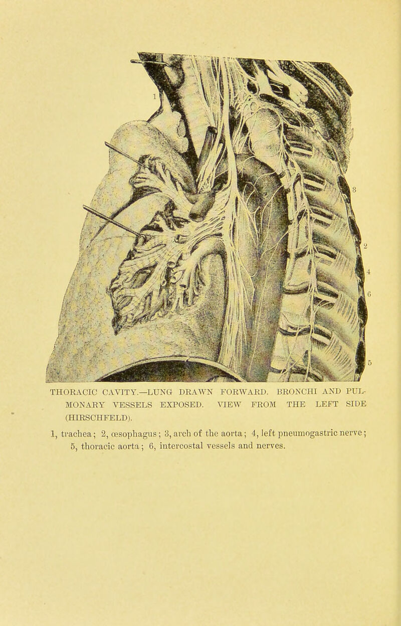 THUKAUIC CAVITY—LUNG DRAWN FORWARD. BR(JNCH1 AND PUL- MONARY VESSELS EXPOSED. VIEW FROM THE LEFT SIDE (HIRSCHFELD). 1, trachea; 2, oesophagus; 3, arch of the aorta; 4, left pneumogastric nerve;
