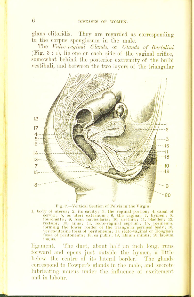 glans clitorklis. They are regarded as corresponding to the corjius spongiosum in the male. The Vuko-raghxd Glands, or GJamh of Bartolini (rig. 3 : i), lie one on each side of the vaginal oiitice, somc-^-hat behind tlie posterior extremity of the bulbi vestibnli, and between the two layers of the triangular 1, liciily (if uterus; 2, its ravify; :!, Ilic vaginal pdi lion; 1. canal <>( cervix; .i, OS uteri cxtcrnnni ; 0, (lie vagina; 7, liynicn ; s, lourclietli'; II, fossa liavicularis : lo, nrclhra; 11. liladilcr; 12, rectum; K!, anus; II. redo vaginal scpluin; !■'>, jicriiuMnn. running llic lower border of llie liiangular perineal body: li\ ve.sico-ulcrinc I'ossa of periloneum; 17, redo xaginal or Douglas's fos.sii of iM'riloneuni ; IS, os pubis; IS', labiinu minus; I'u, labium nia.jus. ligiiiiiciil. Tlic duct, aboiil IkiII' ;iii iiicli bnig, runs forward and ojiciis just outside tlic liyiiieu, a little below llie ceiilre of its Literal border. Tlie glands c()rres])oiul to ('o\v])er's gbrnds in the male, and secrete luln'icatiiig mucus under tlie iutlueiice of excitement and in labour.