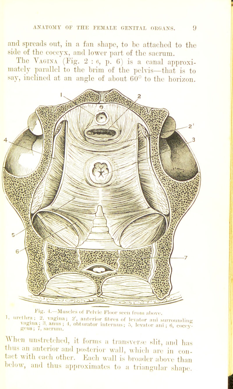 aucl spreads out, in a f;in shape, to be attached to the side of the coccyx, and lower part of the sacrum. The Vagixa (Fig. 2 : i;, p. 6) is a canal approxi- mately parallel to the brim of the pelvis—that is to say, inclined at an angle of about 60° to the horizon. fi, ciici-y- Fif,'. I. -Miis< lcs III I'rh ir Flour srrii l i nni aliiiM . I. iiPTllini ; 2, vnfrina; 1'', aiilcrior liliri'S iif Icvalnr inii snnnumlii v.iKHia; anus; I, obi iirator iiitcnius; Icvalor aiii Ui-us ; I, .sarnnii. Wln'u uiistretclied, it I'uniis ii ti'inisvci'sc slit, tlms an anterioi'and ])ostcriijr wall, wliicli arc tact with each othei'. Each wall is bi^oadci' al below, and tlms appi-oxiinalcs to a tri UKI lias ill COII- ii)o\c than iiii^iilar shaiic.