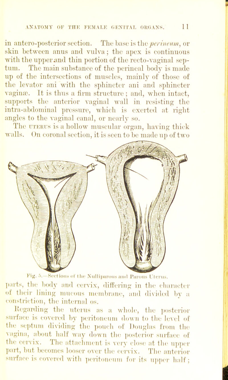 in autero-posterior section. The base is thv pe/'/iicitiii, or skin between anus and vulva; the apex is continuous with the upper .and thin portion of the recto-vaginal sep- tum. The main substance of the perineal body is made up of tlie intersections of muscles, mainly of those of tlie levator ani with the sphincter ani and sphincter vaginao. It is thus a firm structure ; and, when intact, supports the anterior vaginal wall in resisting the intra-abdominal pressure, which is exerted at right angles to the vaginal canal, or nearly so. The UTKKi's is a hollow muscular organ, luu iug tliick walls. ()n coronal section, it is seen to be made up of two Ki};.-1. —.Srcl ions (if I he XiillipiLrdir-. ami raidiis L'Icrus. Iiarts, the body and cervix, dilferiiig in tlie charactci' ol' tlieir lining mucous membrane, and divided by a consti-ii lioii, tlu' internal os. I'cgardiiig the uterus as a wliole, tlie posterior surface is covei'ed by ])ei-it()m'Uin down (o (be hivel of till' septum dividing the pouch ol' Douglas fi'oni the \agina, a1)out ball:' way down tbc posterior surface of cervix. The attaclimenl, is very close at Ibe u])])er ])art, but beconu's looser over the cei'vix. The anterior surface is covered with lieritoiieuui bu- ils ui)])ei' ball';