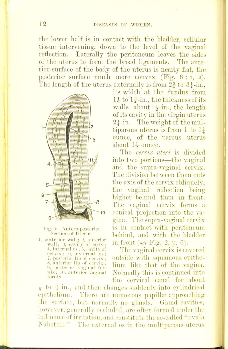 the lower half is iu contact with the bladder, cellular tissue iuterveuing, down to the level of the vaginal reflection. Laterally the peritoneum leaves the sides of the uterus to form the broad ligaments. The ante- rior surface of the body of the uterus is nearly flat, the posterior surface much more convex (Tig. 6 : i, 2). The length of the uterus externally is from 2f to 3^-in., its width at the fundus from 1^ to If-in., the thickness of its walls about ^-in., the length of its cavity in the virgin uterus 2^-in. The weight of the mul- tiparous uterus is from 1 to 1J ounce, of the parous uterus about 1^ ounce. The ccrn'x uteri is di^'ided into two portion.s—the vaginal and the supra-vaginal cervix. The division between them cuts the axis of the cerA'ix obliquelv, the vaginal reflection being higher beliiud than in front. The vaginal cervix forms a conical projection into tlie va- gina. The supra-vaginal cervix is in contact with peritoneum beliind, and with the liladdcr in front («r I'ig. 2,\). 6). The \ aginal cervix is (incred outside with s(]uamous epithe- lium like that of the vagina. Xnrmallythis is continued into 1h(! cervical canal for al)out ^ to .'-in., and llicn cliangcs suddenly into cylindrical e])itlieliniii. Then' are numerous ])apilhe a])])roa(lnng llie snrlarc, liiit nonnally no glands, (iland cavities, lio\\c\ cr, generally occluded, are often foi'ined under the influence ol' iri itation, and constitute the so-called ovula Nabothii. The external os in the multiparous uterus I'MfT. (i.—Aiiti'ro-|iostcriur Scelioii (if Uterus. , piislt'i-idr wall; 2, aiilcrinr wall ; ciix il.y (if lidily ; •I, iiitcTual (IS ; .1, ciivilyHf cervix; (5, exleriiiil (is; 7. posterior li]) of cerx i\ ; •S, iiiiterior lip of ccrv Ix ; i', posterior VM;;iii:il fcr- iiix; 10, .niilerior \iifilial fornix.