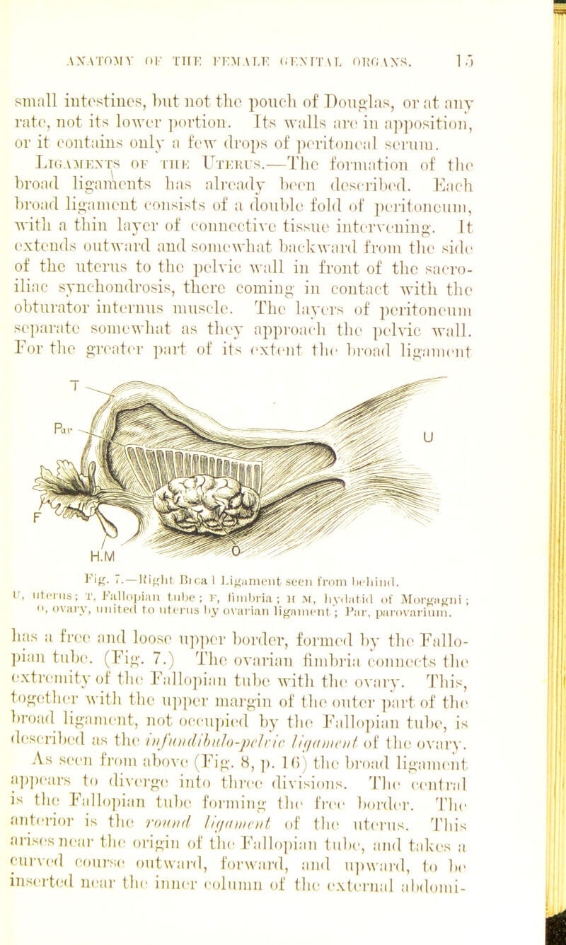 AXATn:\[y of tuv. FT;:\rAr.i' liKXTTM. or,f;\xs. l.-j small intcstiucs, hut not the pouch of Douglas, or at any rate, not its lower portion. Its walls are in apposition, or it contains only a few drops of peritoneal serum. LioAjrEXTs OF -mi'; Utetiu.s.—The fornuition of tlic hroad ligainents has already heen descrihed. Each In-oad ligament consists of a rloublo fold of peritoneum, with a thin layer of connective tissue intervening. It extends outward and somewhat backward from tlie side of the uterus to the pelvic wall iu front of the sacro- iliac synchondrosis, there coming in contact with the obturator interuus muscle. The layers of peritoneum separate somewhat as they approach the pelvic wall. For tlie greater part of its extent the bi'oad ligament Fig. 7. —l{i};lit Bical JJifimifut sec'ii from licliiml. V, utcnis; T, Fiilloijiau tube; F, fimbria; ir M, livilntid of Mort/iigni ; <>, ovary, united to uterus liy o\'arian lif/imu-nt'; ]^ar, parovariuui. has a free and loose upper border, formed by the Fallo- pian tube. (Fig. 7.) The ovarian fimbria connects th(> (!xtreniity of tlie Fallopian tvd)e with the ovary. This, together tlie u])per margin of the outer part of th(> liroad ligament, not occupied by the Fallopian tube, is described as the infuiidihalo-pclrie lifianioit of the ovar}-. As seen from above (Fig. 8, p. 1(5) the broad ligameiit a])])ears to div(>rge into three divisions. The central is the Fallo])ian tube forming tlie I'rer Ixirder. Tlie anterior is the round lifjawcut of the uterus. Tliis arises near the origin of the Fallopian tul)e, and takes a curved course outward, forward, and u])\var(l, to lie inserted neai' (be inner ( ((lumii of tlie external ahdoiiii-