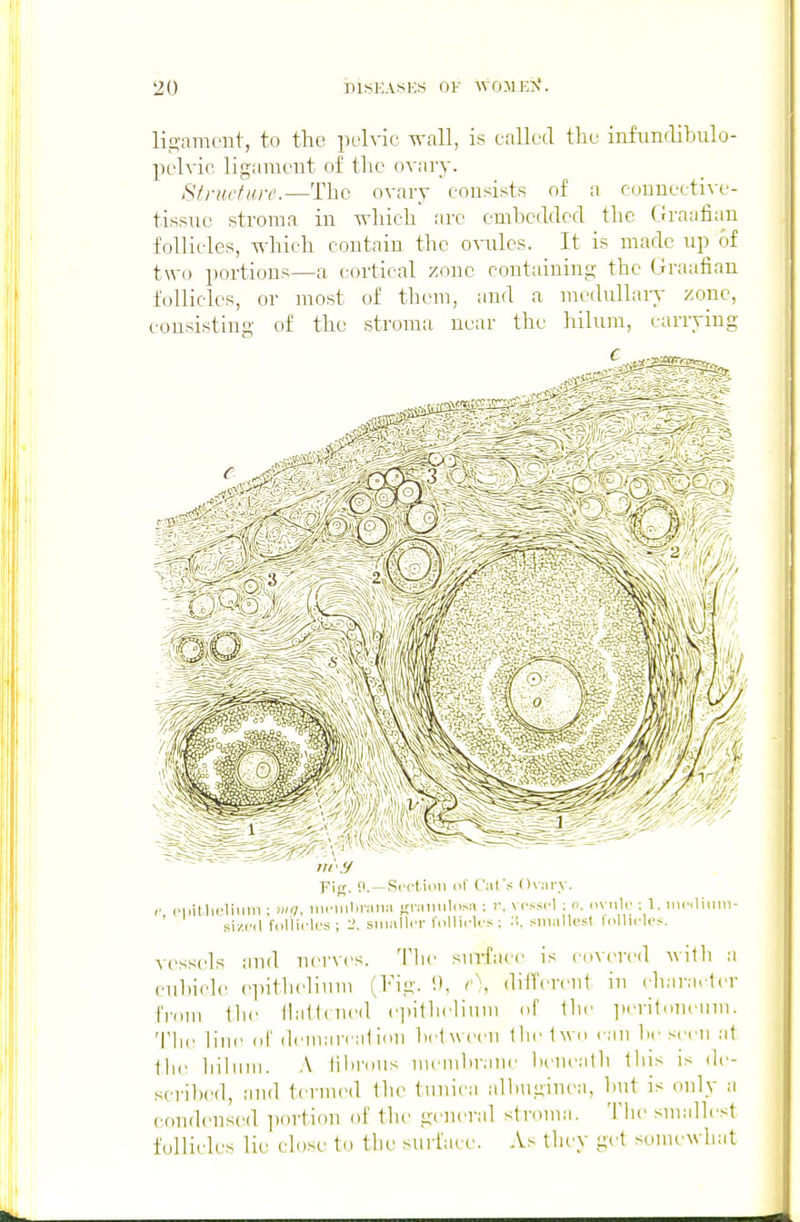 ligament, to the pelvic wall, is called tlie infimdibulo- pclvic ligament of the ovary. Structure.—The ovary consists of a connective- tissue stroma in wliich are embedded the Graafian follicles, which contain the ovules. It is made up of two portions—a cortical zone containing the Graafian follicles, or most of them, and a medullary zone, eousisting of the stroma, near the hilum, carrying Fig. 0.—Scctimi (if Cat's Ovury. (• cpillii'liiiiii ; 111(1, iiii'iuliraiin «;riiiiu1iis!\; r. vessel ; o. oxMile ; 1. iiH-iliiiin- si/.ed fdllieles ; 2. siniiller liiUiclrs: :!. smallesl lollicles. vessels and nerves. The surface is covered Avilh a euhicle ei)ithelium (Fig. !), different in cliaraclcr fnim the tiattrued eiiitlicliiim of Ihe ].cri(oncinii. 'I'he line of dcniiircaUoii hclweeii tlie Iwo can lie seen at liiluni. A iilirous mend)rane hi'Ueath this is de- sciihed, and termed the tunica allniginea, hut is only a cf)nd(msed ]K)rtion of the geiu'ral stroma. The smallest follicles lie close to the surface As they get somewhat