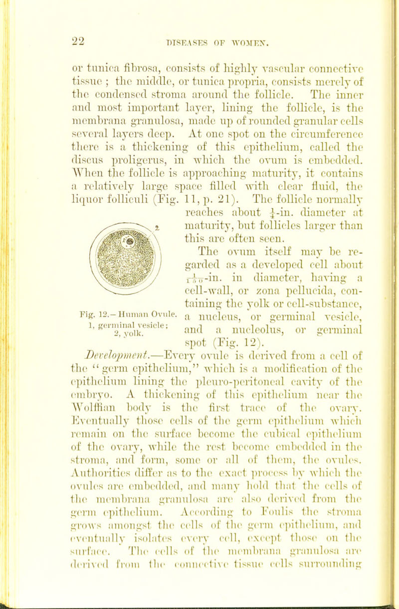or tunica fibrosa, consists of highly vascuL'ir connectivo tissue ; the raidfUe, or tunica propria, consists merely of the condensed stroma around the follicle. The inner and most important layer, lining the follicle, is the membrana granulosa, made up of rounded gi-aniilar cells several layers deep. At one spot on the circumference there is a thickening of this epithelium, called the discus proligcrus, in vrhich the o^iim is embedded. When the follicle is approaching matiTrity, it contains a relatiA'ely large space filled with clear fluid, the lii^nor folliculi (Fig. 11, p. 21). The follicle normally reaches about J-in. diameter at maturity, but follicles larger than this are often seen. The oAiim itself may be re- garded as a dcA-eloped cell about rirr-iu- in diameter, having a cell-wall, or zona pellucida, con- taining the yolk or cell-substance, a nucleus, or germinal vesicle, and a nncleolus, or germinal spot (rig. 12). Develoimient.—Every ovnle is derived fi-om a cell of the germ epithelium, vrhich is a modification of the epithelium lining the pleuro-peritonc^al cavity of th(^ euibryo. A thickening of this epithelium near tlu' Wolfiian body is the first trace of the ovarv. ]*]ventually those cells of the germ ejntlu'lium M liicii renuiin on the surface beconu' the cubical ei)itli('liuni of the ovary, while tlu' rest become euibedded in Ibc stroma, and forui, souie or all of tliem, tlu' ovules. Authorities differ as to tlie exact ]n-occss 1)y wliich th(^ ovules are embedded, aud uiauy bold that the cells of the uieinbraua grauulosa are also derived from the germ epithelium. Aecordiug to Foulis the stroma grows amongst the cells ol' tlu- germ epithelium, ;ind eveutually isobites every cell, except those on the surface. 'Hie cells of ibe membrana granulosa are (lei-ived freui llie ceiniedixc tissue cells surroundilii? Fig. 12.—Human Ovule. 1, germinal vesicle; 2, volk.
