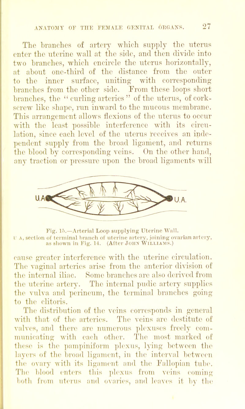 The branches of artery wliieh supply the nterns enter the nterinc wall at the side, and then dividt^ into two branches, which encircle the nterns horizontally, at about one-third of the distance from the enter to the inner surface, uniting- with corresponding branches from the other side. Trom these loops short branches, the  ciirling arteries  of the uterus, of cork- screw like shape, run inward to the mucous membrane. This arrangement allows flexions of the uterus to occur with the least possible interference with its circu- lation, since each level of the uterus receives an inde- pendent supply from the broad ligament, and returns the blood by corresponding veins. On the other hand, any traction or pressure upon the broad ligaments will Fig. lis.—Arterial Loop supplying Uterine W;ill. I' A, section of terminal lii-anch of uterine artery, joining ovarian artery, as sliown in Fig. 11. (After Joii>' Williasm^:.) cause greater interference Avith the uterine circulation. The vaginal arteries arise from the anterior division of the internal iliac. Some branches arc also derived from the uterine ai^tcry. The internal pudic artery supplies the vxdva and perineum, the terminal branches going to the clitoris. The distribution of the veins corresponds in g(>neral with that of the arteries. Tlie veins are destitute of A'alvcs, and tlicre are numerous plexuses freely com- miniicating witli each other. Tlie most marked of tliese is tho ])am])iniform ])lexus, lying between the hiyers of the broad ligament, in the interval between the ovary Avith its ligament iiiid the Eallopian tube. The lilood eiitei's this ])lexiis from veins coming holli from nterns and o\'aries, and Icmvcs it by the