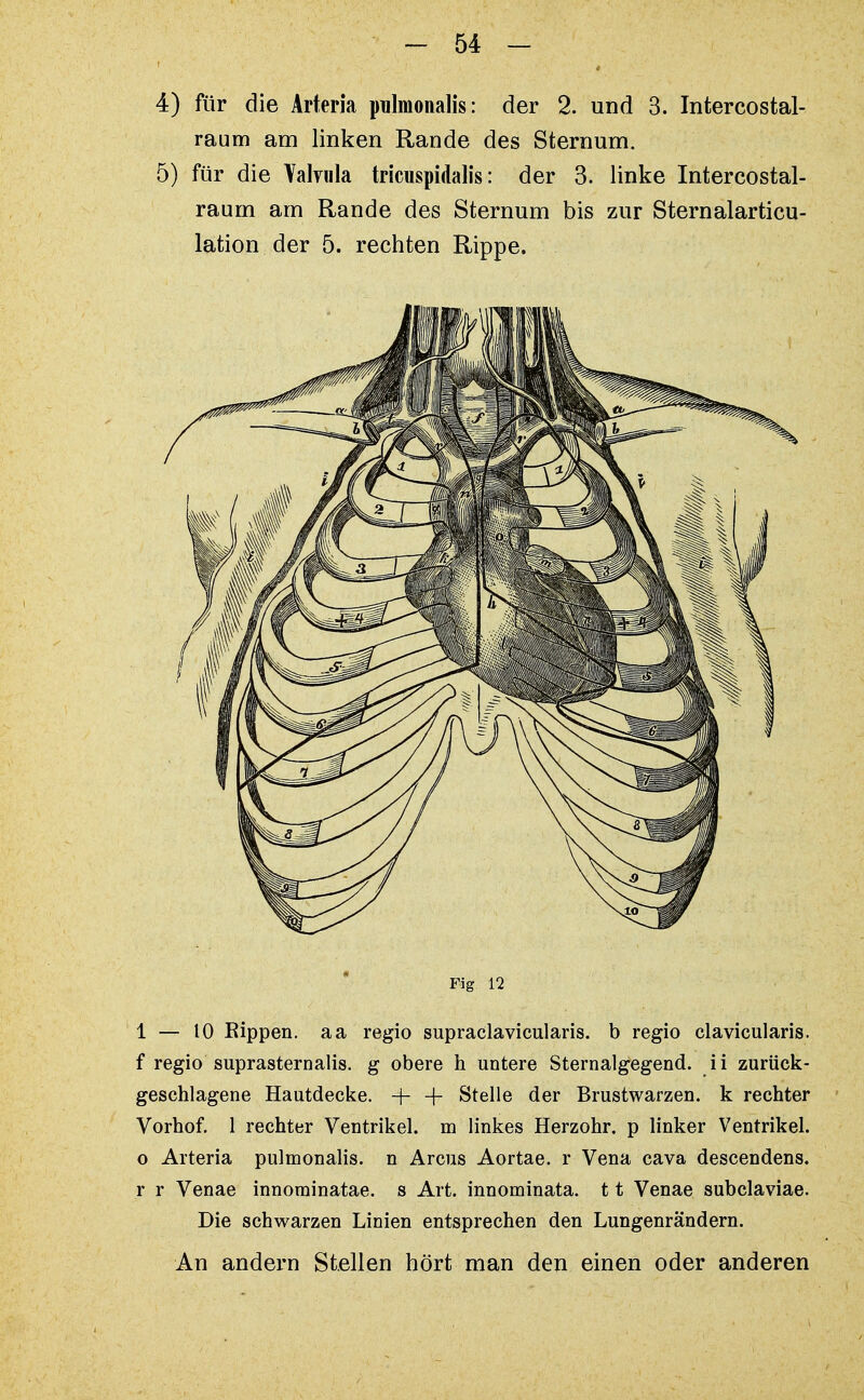 4) für die Arteria pulmonalis: der 2. und 3. Intercostal- raum am linken Rande des Sternum. 5) für die Valyula tricuspidalis: der 3. linke Intercostal- raum am Rande des Sternum bis zur Stern alarticu- lation der 5. rechten Rippe. Fig 12 1 — 10 Kippen, aa regio supraclavicularis. b regio clavicularis. f regio suprasternalis. g obere h untere Sternalgegend. ii zurück- geschlagene Hautdecke. + + Stelle der Brustwarzen, k rechter Vorhof. 1 rechter Ventrikel, m linkes Herzohr. p linker Ventrikel, o Arteria pulmonalis. n Arcus Aortae. r Vena cava descendens. r r Venae innominatae. s Art. innominata. 11 Venae subclaviae. Die schwarzen Linien entsprechen den Lungenrändern. An andern Stellen hört man den einen oder anderen