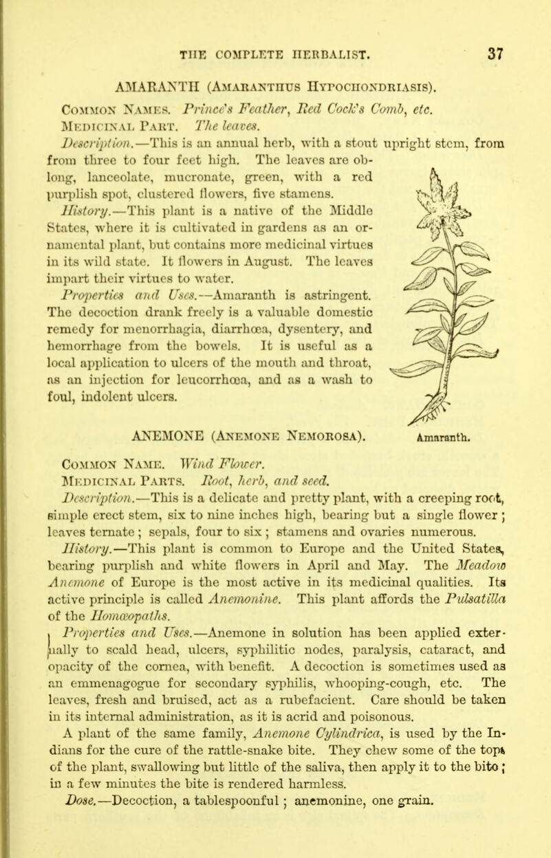 A3IARAJNTII (Amaranthus IlYrociiONDRiASis). Common Names. Prince's Feather^ Bed Cock's Comb, etc. ]\Ii:DiriNAh Paut, The leaves. Description.—This is an annual herb, Avith a stout upright stem, from from three to four feet high. The leaves are ob- long, lanceolate, mucrouate, green, with a red l)uri)lish spot, clustered llowers, five stamens. Jlistory.—This i)lant is a native of the Middle States, where it is cultivated in gardens as an or- namental plant, but contains more medicinal virtues in its wild state. It llowers in August. The leaves imi)art their virtues to water. Frojwrties and lines.—Amaranth is astringent. The decoction drank freely is a valuable domestic remedy for monorrhagia, diarrhoea, dysentery, and hemoiThage from the bowels. It is useful as a local application to ulcers of the mouth and throat, as an injection for leucorrhooa, and as a wash to foul, indolent ulcers. ANEMONE (Anemone Nemorosa). Common Name. Wind Flower. ;Mkdicinal Parts. Hoot, herb, and seed. Description.—This is a delicate and pretty plant, with a creeping root, simple erect stem, six to nine inches high, bearing but a single flower ; leaves temate ; sepals, four to six ; stamens and ovaries numerous. History.—This plant is common to Europe and the United States, bearing puqilish and white flowers in April and May. The Meadoio Anemone of Europe is the most active in its medicinal qualities. Its active principle is called Anemoniiie. This plant affords the Pulsatilla of the Jlomtvopaths. . Properties and Uses.—Anemone in solution has been applied exter- jually to scald head, ulcers, syphilitic nodes, paralysis, cataract, and opacity of the cornea, with benefit. A decoction is sometimes used as an emmenagogue for secondary s}i)hilis, whooping-cough, etc. The leaves, fresh and bruised, act as a rubefacient. Care should be taken in its internal administration, as it is acrid and poisonous. A plant of the same family. Anemone Cylindrica, is used by the In- dians for the cure of the rattle-snake bite. They chew some of the topk of the plant, swallowing but little of the saliva, then apply it to the bito ; in a few minutes the bite is rendered harmless. Dose,—Decoction, a tablespoonful ; anemoninc, one grain. A.maranth.