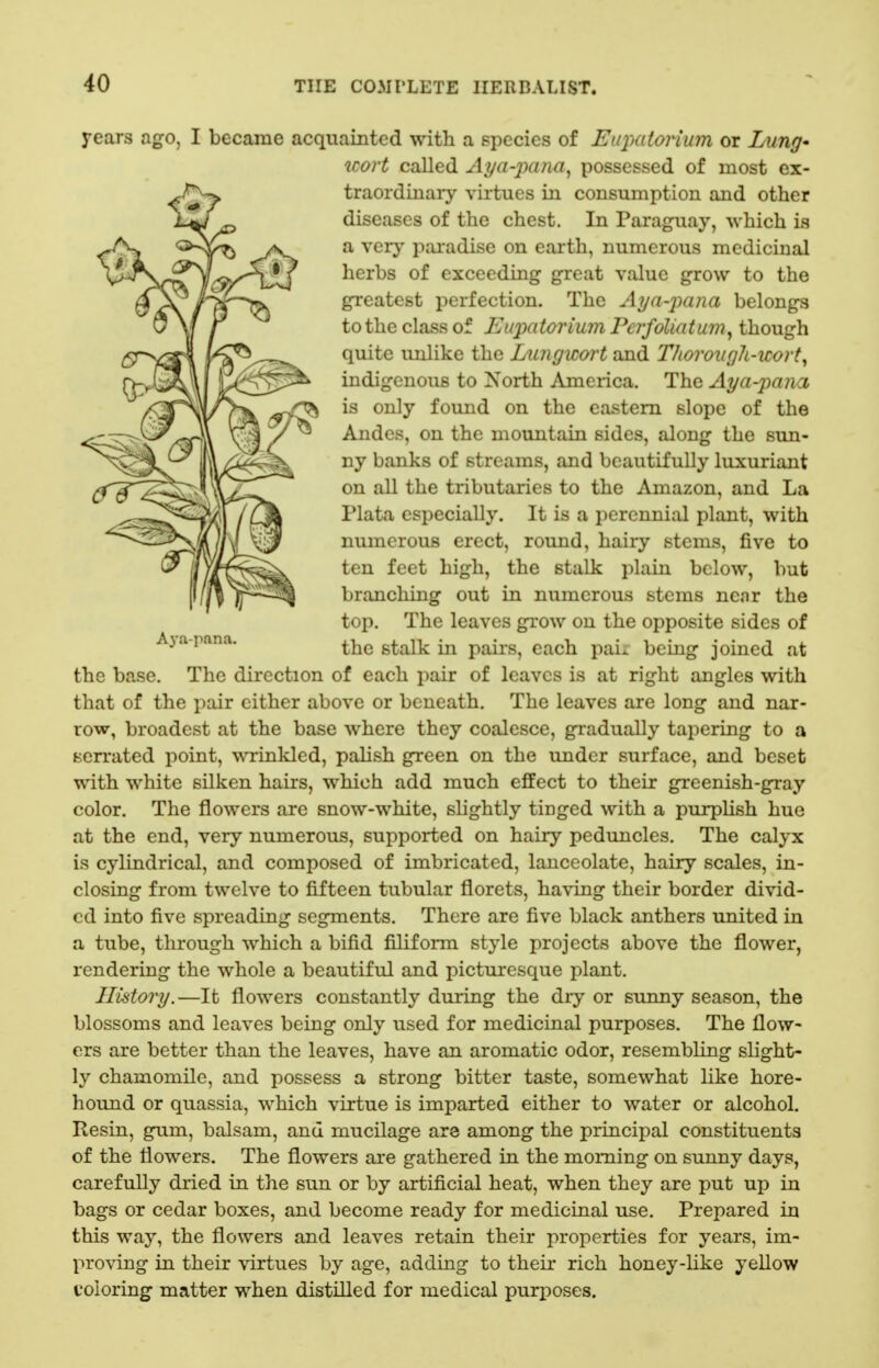 Aja-pnna. years ago, I became acquainted with a species of Eufiutorium or Lung' icort called Aj/a-jiana, possessed of most ex- traordinary virtues in consumption and other diseases of the chest. In Paraguay, which is a very pai'adise on earth, numerous medicinal herbs of exceeding great value grow to the greatest perfection. The Aya-jmna belongs to the class of Eupatorium Pcrfoliatum^ though quite unlike the Lungwort and Thorough-wort^ indigenous to North America. The Aya-pana is only found on the eastern slope of the Andes, on the mountain sides, along the sun- ny banks of streams, and beautifully luxuriant on all the tributaries to the Amazon, and La Plata especially. It is a perennial plant, with numerous erect, round, hairy stems, five to ten feet high, the stalk plain below, but branching out in numerous stems near the top. The leaves grow on the opposite sides of the stalk in pairs, each pai;; being joined at the base. The direction of each pair of leaves is at right angles with that of the pair either above or beneath. The leaves are long and nar- row, broadest at the base where they coalesce, gradually tapering to a serrated point, wrinkled, palish green on the imder surface, and beset with white silken hairs, which add much effect to their greenish-gray color. The flowers are snow-white, slightly tinged with a purplish hue at the end, very numerous, supported on hairy peduncles. The calyx is cylindrical, and composed of imbricated, lanceolate, hairy scales, in- closing from twelve to fifteen tubular florets, having their border divid- ed into five spreading segments. There are five black anthers united in a tube, through which a bifid filiform style projects above the flower, rendering the whole a beautiful and picturesque plant. History.—It flowers constantly during the dry or simny season, the blossoms and leaves being only used for medicinal purposes. The flow- ers are better than the leaves, have an aromatic odor, resembling slight- ly chamomile, and possess a strong bitter taste, somewhat like hore- hound or quassia, which virtue is imparted either to water or alcohol. Resin, gum, balsam, and mucilage are among the principal constituents of the flowers. The flowers are gathered in the morning on sunny days, carefully dried in the sun or by artificial heat, when they are put up in bags or cedar boxes, and become ready for medicinal use. Prepared in this way, the flowers and leaves retain their properties for years, im- proving in their virtues by age, adding to their rich honey-hke yellow coloring matter when distilled for medical purposes.