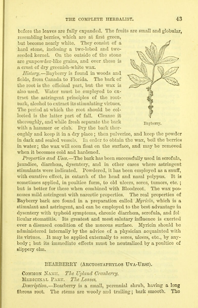before the leaves arc fully expanded. Tlic fniits arc small and globular, rc.>-eiul)liu^ berries, which are at fii-sfc j^ecn, but become nearly white. They consist of a hard stone, inclosing a two-lobed and two- seeded kernel. On the outside of the stone arc gimpowdcr-like grains, and over these is a cmst of dry grccnish-whitc wax, llisiory.—Bayberiy is found in woods and fields, from Canada to Florida. The bark of the root is the officinal part, but the wax is also used. Water must be employed to ex- tr^\ct the astringent principles of the root- bark, alcohol to extract its stimulating virtues. The period at which the root should be col- lected is the latter part of fall. Cleanse it thoroughly, and while fresh separate the bark witli a hammer or club. Dry the bark thor- oughly and keep it in a diy place ; then pulverize, and keep the powder in dark and sealed vessels. In order to obtain the wax, boil the benies in water; the wax will soon float on the surface, and may be removed when it becomes cold and hardened. Properties and Uses.—The bark has been successfully used in scrofula, juimdice, diarrhoea, dysentery, and iu other cases where astringent stimulants were indicated. Powdered, it has been employed as a snuff, with curative effect, in catarrh of the head and nasal polypus. It ia sonictimes applied, iu poultice form, to old ulcers, sores, tumors, etc. ; but is better for these when combined with Bloodroot, The wax pos- sesses mild astringent with narcotic properties. The real properties of Bayberry bark are found in a preparation called Myricui., which is a stimulant and astringent, and can be employed to the best advantage iu dysentery with typhoid sjanptoins, chronic diarrhoea, scrofula, and fol lieular stomatitis. Its greatest and most salutary influence is exerted over a diseased condition of the mucous surface. Myricin should be administered internally by the advice of a physician acquainted with its virtues. It may be appUed externally to sores, ulcers, etc., by any- body ; but its immediate effects must be neutralized by a poultice of slippery elm. BEARBERRY (ARCTOSTAniYLOS Uva-Ursi). Common Nami-. The Upland Cranhcmj. Medici^xAL Paht. The Leaves. Descrijition.—Bcarbeny is a small, perennial shrub, ha%dng a long fibrous root. The stems are woody and trailing; bark smooth. The Eaybcrry.