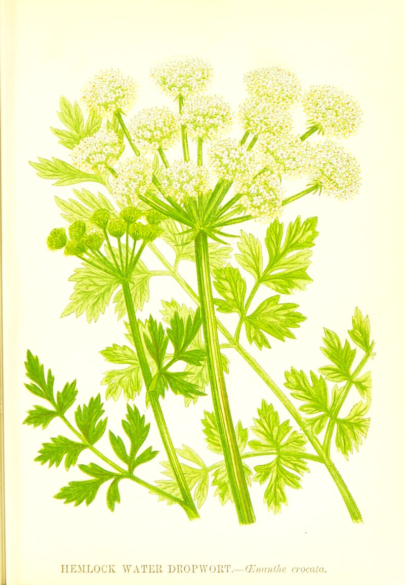 HEMLOCK WATER DROPWORT.—(Enanthe crocala.