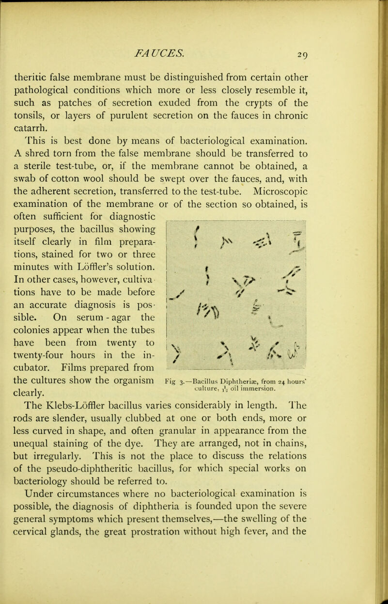 theritic false membrane must be distinguished from certain other pathological conditions which more or less closely resemble it, such as patches of secretion exuded from the crypts of the tonsils, or layers of purulent secretion on the fauces in chronic catarrh. This is best done by means of bacteriological examination. A shred torn from the false membrane should be transferred to a sterile test-tube, or, if the membrane cannot be obtained, a swab of cotton wool should be swept over the fauces, and, with the adherent secretion, transferred to the test-tube. Microscopic examination of the membrane or of the section so obtained, is often sufficient for diagnostic purposes, the bacillus showing itself clearly in film prepara- tions, stained for two or three minutes with Loffler's solution. In other cases, however, cultiva tions have to be made before an accurate diagnosis is pos- sible. On serum - agar the colonies appear when the tubes have been from twenty to twenty-four hours in the in- cubator. Films prepared from the cultures show the organism clearly. The Klebs-Loffler bacillus varies considerably in length. The rods are slender, usually clubbed at one or both ends, more or less curved in shape, and often granular in appearance from the unequal staining of the dye. They are arranged, not in chains, but irregularly. This is not the place to discuss the relations of the pseudo-diphtheritic bacillus, for which special works on bacteriology should be referred to. Under circumstances where no bacteriological examination is possible, the diagnosis of diphtheria is founded upon the severe general symptoms which present themselves,—the swelling of the cervical glands, the great prostration without high fever, and the f ) ^ f % 1 • / 0 % \ Fig 3.—Bacillus DIphtheriae, from 24 hours' culture. 1'. oil immersion.