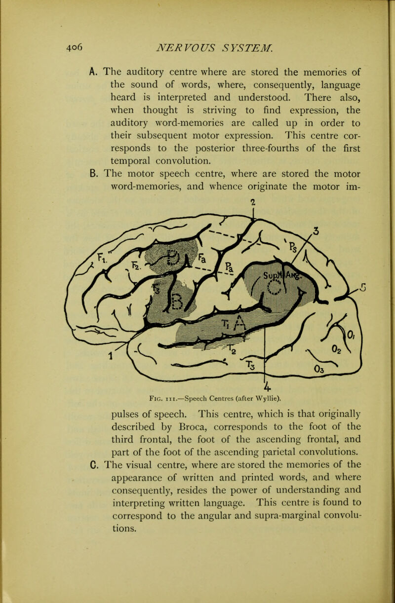 A. The auditory centre where are stored the memories of the sound of words, where, consequently, language heard is interpreted and understood. There also, when thought is striving to find expression, the auditory word-memories are called up in order to their subsequent motor expression. This centre cor- responds to the posterior three-fourths of the first temporal convolution. B. The motor speech centre, where are stored the motor word-memories, and whence originate the motor im- 1 Fig. hi.—Speech Centres (after Wyllie). pulses of speech. This centre, which is that originally described by Broca, corresponds to the foot of the third frontal, the foot of the ascending frontal, and part of the foot of the ascending parietal convolutions. C. The visual centre, where are stored the memories of the appearance of written and printed words, and where consequently, resides the power of understanding and interpreting written language. This centre is found to correspond to the angular and supra-marginal convolu- tions.