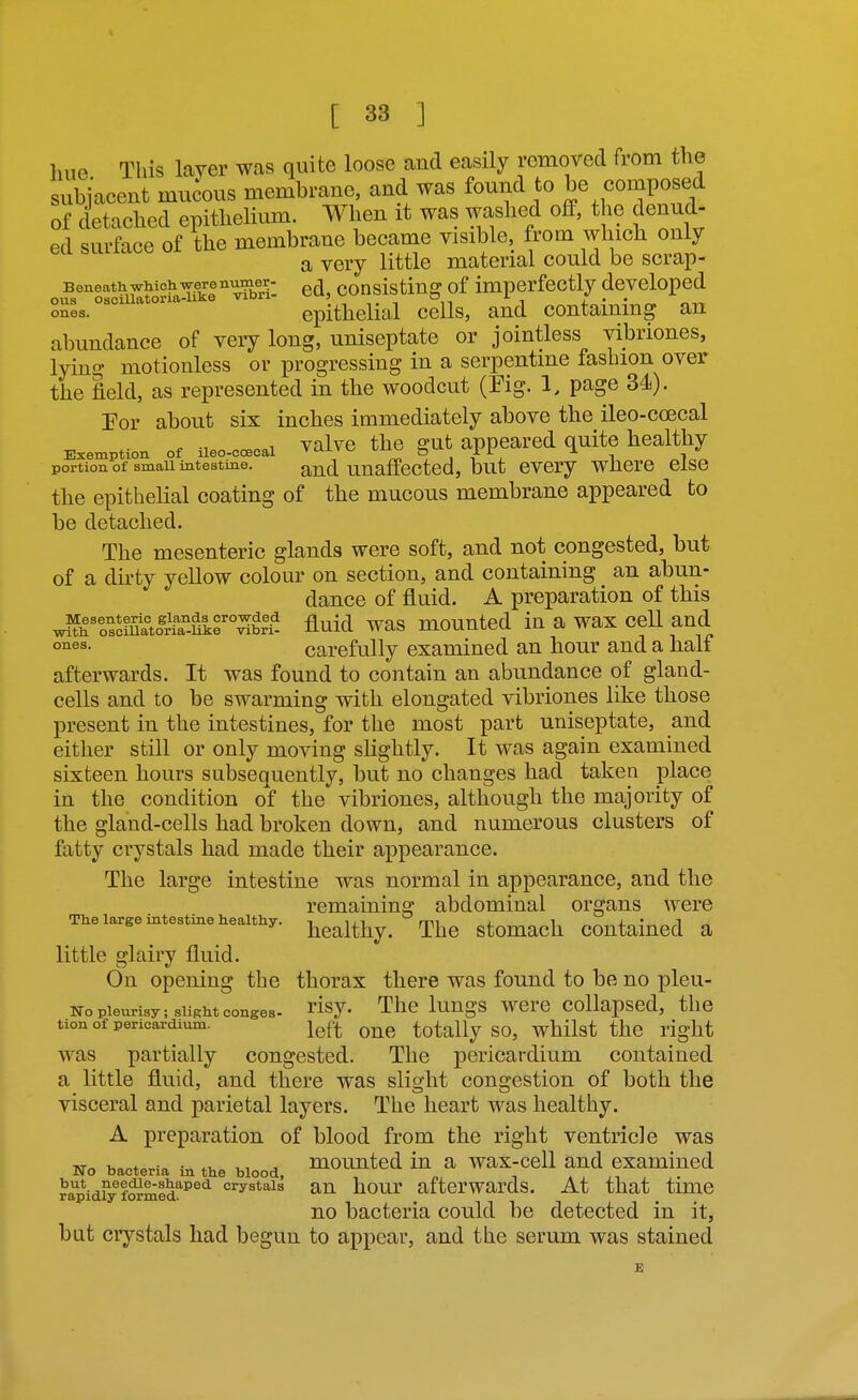 hue This layer was quite loose and easily removed from the subiacent mucous membrane, and was found to be composed of detached epithelium. When it was washed off, the denud- ed surface of the membrane became visible, from which only a very little material could be scrap- ou^s^'Sfc^u^^irfa^kl^b^^^^ ^d, consistiug of impcrfcctly developed ous^ osciuatorm epithelial cells, and containing an abundance of very long, uniseptate or jointless vibriones, lying motionless or progressing in a serpentine fashion over the field, as represented in the woodcut (Fig. 1, page 34). Tor about six inches immediately above the ileo-coecal . 1 valve the ffut appeared quite healthy Exemption of ileo-coecal v ax v c i/iio t> j. r ./ portion of smau intestine. and unaffcctcd, but cvcry whcrc else the epithelial coating of the mucous membrane appeared to be detached. The mesenteric glands were soft, and not congested, but of a dirty yellow colour on section, and containing an abun- dance of fluid. A preparation of this wif^'^SatoSukf °^brt fluid was mounted in a wax cell and o^es- carefully examined an hour and a half afterwards. It was found to contain an abundance of gland- cells and to be swarming with elongated vibriones like those present in the intestines, for the most part uniseptate, and either still or only moving slightly. It was again examined sixteen hours subsequently, but no changes had taken place in the condition of the vibriones, although the majority of the gland-cells had broken down, and numerous clusters of fatty crystals had made their appearance. The large intestine was normal in appearance, and the remaining abdominal organs were The large intestine healthy. ^^^^^^^^ rj^hc Stomach Contained a little glairy fluid. On opening the thorax there was found to be no pleu- No pleurisy; slight conges- ^isy. The luugs wcrc coUapscd, the tion of pericardium. i^^^ totally SO, wMlst the right was partially congested. The pericardium contained a little fluid, and there was slight congestion of both the visceral and parietal layers. The heart was healthy. A preparation of blood from the right ventricle was No bacteria in the blood, counted lu a wax-ccll and examined ^'o^r^v.Sfl^^i^^^®^ crystals au hour aftcrwards. At that time rapidly formed. . i i i t , , . . no bacteria could be detected m it, but crystals had begun to appear, and the serum was stained