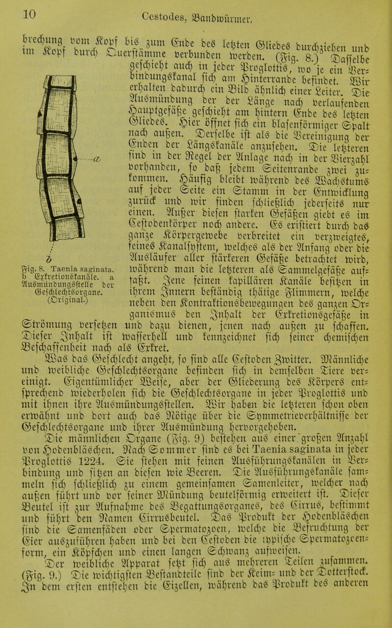 %\Q. 8. Taenia saginata. b (SjrfretionSfcmäle. a 2ht£mitnbittig3ftefle bev ©efd)Iecf)t§organe. (Original.) bre^ung bom ßopf Bis &um (Snbe beS testen ©liebes burtfm^ imh un tfopf burd) Duerftämme berbunben merbeiT \$ gS?^aUdV?jeber »»je ein her' bmbungSranal ftd> am §mterranbe Befinber. 2öir ehalten baburcf) ein Mb einlief) einer Setter. SDie SluSmunbung ber ber Sänge nad) berlaufenben ^ujtgefafec gefd)tet)t am Innrem (Snbe beS lefeten bliebe«. £>ier öffnet fid) ein Blafenförmiqer ©halt nad) äugen. SDerfelBe ift als bie Bereinigung ber <£nben ber SängSfanäle an§ufef)en. SDie lederen Itnb tn ber ^egel ber Anlage nad) in ber Sßtenabl borr)anben, fo bag jebem ©eirenranbe gtoei *u= fommen. §äuftg bleibt it>är)renb beS 2Bad)StumS auf jeber (Seite ein ©ramm in ber (Snttoidlunq gurücf unb mir finben fd)lieglid) jeberfeitS nur einen. kluger biefen ftarfen ©efägen giebt eS im (Seftobenrorper nod) anbere. (SS eriftiert burd) baS gange .ftörpergeroebe OerBreitet ein bergrreigteS, feines Äanalftftem, meldjeS als ber Anfang ober bie Ausläufer aller ftärferen ©efäge betraebtet mirb, mäl)renb man bie letzteren als ©ammelgefäge auf; tagt. $ene feinen familiären Kanäle befifcen in il)rem Innern beftänbig tt)ätige glimmern, roeldje neben ben ^ontraftionSBemegunqen beS gangen Or= ganiSmuS ben ^nr)alt ber (§rfretionSgefäge in ©trömung berfet^en unb bagu bienen, jenen nad) äugen ju fdjaffen. tiefer $nt)alt ift h3afferr)eU unb f'enngeid)net fid) fetner d)emifct)en iBefct)affent)eit nadj als (Srlret. 2BaS baS ©efd)lcd)t angebt, fo finb alle (Sefroben groitter. !Mnnlid)e unb meibliclje ©cfdjled)tSorgane Befinben fid) in bemfelben Xiere ber* einigt. (Sigentümlid)er -üBeife, aBer ber ©lieberung beS Körpers ent= fpred)enb tt>ieberr)oIen fid) bie ®efd)led)tSorgane in jeber ^proglottiS unb mit it)nen il)re 5luSmünbungSfteUen. 2Bir tjaBen bie letzteren fd)on oben ermäljnt unb bort aud) baS Nötige über bie ©tymmerrieüerl)ältniffe ber ©efd)Ied)tSorgane unb ü)rer SluSmünbung IjerborgefjoBen. £)ie männlichen Organe ($ig. 9) beftet)en auS einer'grogen 9lngal)l bon §obenBIäSd)en. Sftad) ©ommer finb eS Bei Taenia saginata in jeber ^roglottiS 1224. ©ie ftet)en mit feinen 2luofür)rungSfanäIen in $er= Binbung unb filtert an biefen toie beeren, ©ie HuSfüt)rungefanäle fam= mein fid) fd)lieglid) gu einem gemeinfamen ©amenleirer, meldjer nad) äugen füt)rt unb bor feiner 9D?ünbunq Beuteiförmig erweitert ift. SDiefcr Wentel ift gur 2lufnar)me beS iBegattungSorganeS, beS (SirruS, beftimmt unb füfjrt ben tarnen (SirrueBeutel £)aS ^robuft ber §obenBIäSd)en finb bie ©amenfäben ober ©permatogoen, meld)c bie 23efnid)tung ber ©er auSguiül;ren l)aben unb Bei ben (Seftoben bie ir)pi[d)e ©permatojeem form, ein &öpfd)en unb einen langen ©d)mang aufmeifen. £>er meiBIid)e Apparat fefet fid) auS mehreren Seileu utfammen. ($ig. 9.) SDie n)id)tigften ißeftanbreilc finb ber ^eiirn unb ber $Certcr|tocf. 3n bem erften entfiel;en bie (Spellen, mäljrenb baS ^robufr beS anberen