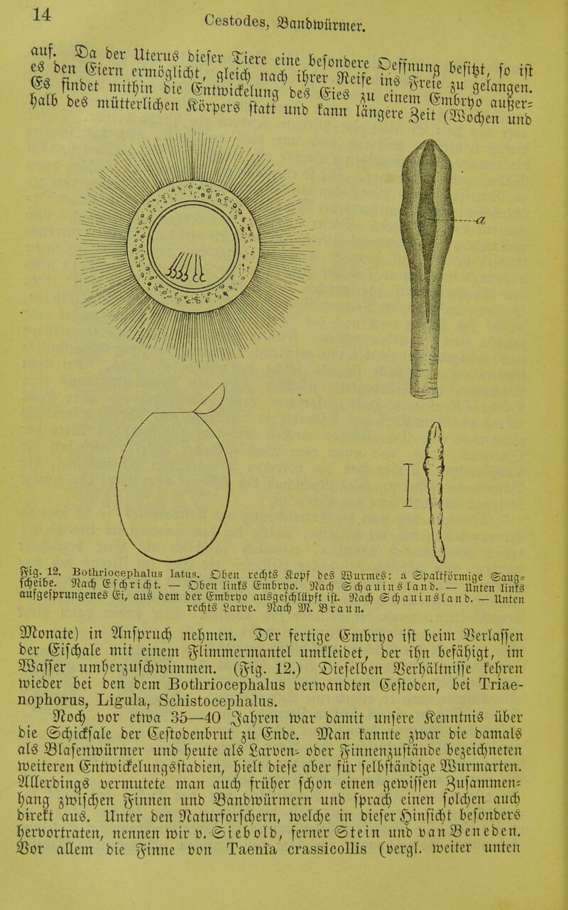 £Äet Ä bic ©«tWlung be« ©ei u einem«m5r 9etan9en- Wh be« muteten ÄorpetS ftat? u„b Um &3Z%HmllA —a g9-12- £°£rJL°c?PkaJus latus- °6en re<3&tö Ä«>Pf *>eS SBurmeS: a ©pattfimniqe ©auq= ftbeibe. Sffad) ®f#rtä)t. — Oben linlS (Smbrtio. 9?arf) ©e^auinSIanb. — Unten ItnfS aufgedrungenes ®i, aus bem ber @mbrt>o auSaefd^rüpft ift SRadfr ©$auin3Iant>. - Unten redjtS ?art>e. Sfcd) Sft. SBraun. Monate) in Slnfbrndj nehmen, SDer fertige (Smbrbo ift Beim $erlaffen ber (Sifd&ale mit einem gltmmcrmantet umfleibet, ber ifyn befähigt, im Sßaffer nm^er^ufc^mimmen. (gig. 12.) 2)iefelben $err;ältniffe teuren roieber Bei ben bem Bothrioceplialus berroanbten ©eftoben, bei Triae- nophorus, Ligula, Schistocephalus. ytofy bor etroa 35—40 $ar}ren mar bamit unfere Kenntnis üBer bie ©djtcffale ber (JeftobenBrut gn (Snbe. 9ttan rannte tfmav bie bamaB als SBtafentoürmer nnb f)ente al3 Sarben- ober ginncn^uftänbe Be^eidmeten weiteren (SntmicMung3ftabien, t)ielt biefe aber für felBftänbige SBurmarten. 5lßerbing,3 bermittete man and) früher fdjon einen geroiffen 3llfanimen' t)ang ^mifc^en Rinnen nnb SSanbtoürmern nnb fbrad) einen folgen auch birett au3. Unter ben 9?aturforfd)ern, roelcfye in biefer §infid)t Befonbero r)erbortraten, nennen mir b. feiebolb, ferner ©tein nnb ban33eneben. 3Sor allem bie $inne bon Taenia crassicollis (bergl. meiter unten