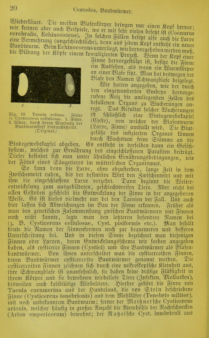 cerebralis, Echinococcus). 4n folcbenSn Bp 2t Mf! [iC,°eoU1'us Z ^me^ ^9^^tiie Zn fi?ntÄ in neuer «fbtounn. «ettn Echinococcus uute^^ bte «Übung berufe einem foltert?« *C6. SÄftfÄ- ein s2utSfehen, als trenn ein Wurmföroer S emer ©Iüfe ftfet. Sftan hat belegen ber *lafe ben tarnen ©d&tocmablafe Beigelegt 2Ü5ir Ratten angegeben, roie ber bureb ben etngeroanberten (§mbrr;o ^erborqe; rufene «fteia bie umliegenben Reffen beS befallenen Organa 311 Wucherunqen an= regt. £)a6 Btefttfort fold)er Wucherungen gig. 19. Taenia solium. ginne tft fdjliepd) eine $inbeqeroeb3faofel = Cysticercus cellulosae. 1. ginne. /TT^fi-»\ u*„ ^„rj- v Zr f ^ 2. ginne, bur« beren SBonbunS Är ^'te)' Pon toetdjer ber «lafenrourm Sonbimtrmfo^f ^nbur^fc^eint. (*!aroe, gtttnel umhüllt roirb. 2)ie 33Iut= (Original.) gef^e beg infizierten Organe« tonnen ™, , r_ r< , r burd) Wad^tum feine ©tämme an bie SBtnbegetoebSfapfel abgeben. <S$ tnt\kf)t in berfelben bann ein ©efäfc foltern, toeld)e3 ^ur Ernährung beS eingetroffenen ^arafiten beiträgt. SDtefer befinbet |td) nun unter ähnlichen ($rnä>mnggbebingungen, roie ber götuS eine« (Säugetieres im mütterlichen Organismus. ©o fann benn bie SarOe, ohne ab^ufterben, lange geit in bem 3mifd)enh)irt ruhen, bis ber befinitioe Wirt ben äroifchentotrt unb mit forn bie eingefd)loffene £arbe »ergebt. SDann beginnt bie Weiter; entmidelung %um auSgebilbeten, gefd)lechtSreifen Stiere. 2lber nid&t bei allen (Seftoben gefd)iel)t bie (Sntrotcfetung ber ginne in ber angegebenen Weife. (£3 tft biefeS öielmetyr nur bei ben Staenien ber gaff. Unb auch ^ier (äffen fidj 2lbroeid)uitgen im SSau ber ginne ernennen, grüner als man ben genetifdjen gttfammenhang §roifd)en Sanbroünnern unb ginnen nod) nid)t rannte, legte man ben teueren befonbere Tanten bei (§. 23. Cysticercus cellulosae, Cyst. pisiformis etc.). ü)fan behält heute bie Hainen ber ginnenformen nod) 0ur bequemeren unb befferen UnterfReibung bei. Unb in biefem ©inne bezeichnet man biejenigen ginnen ober Marren, beren (Sntroidelung«fd)ema roir foeben angegeben haben, als ctyfticerce ginnen (Cystici) unb ihre SBanbhmrmer als felaf en= banbroürmcr. 33on ihnen nnterfdjeibet man bie ctyfticercoibcn ginnen, beren SBanbtoürmer ctyjncercoibe iBanbroürmer genannt roerben. £)ie ct;fticercoiben ginnen zeichnen fid) burch eine mth-off'opifche Kleinheit aus, il)re ©chlnan^blafe tft ttnanfehnlid), fie haben feine brüfige glüffigfeit in ihrem Äörper .unb fie beroohnen toirbellofe Stiere (^nfeften, 2JcolIuSfcn), bismeilen aud) faltblütige Wirbeltiere, hierher gebort bie ginne bon Taenia cueumerina auS ber £nmbelauS, bie oon (Stein befdjriebcne ginne (Cysticercus tenebrionis)' auS bem ÜKc^tfäfcr (Tenebrio militor), mit nod) unbekanntem S3anbn)urtn; ferner ber 3tteifenerfd)e Cysticercus arioiüs, toeld)er häufig in grofja 9ltt$ahl bie 3ltem$ö$Ie ^Cl' 9cad)tfd)iicctcn (Arion empericorumj betrohnt; ber Sftat^elfche Cyst. lumbriculi au«