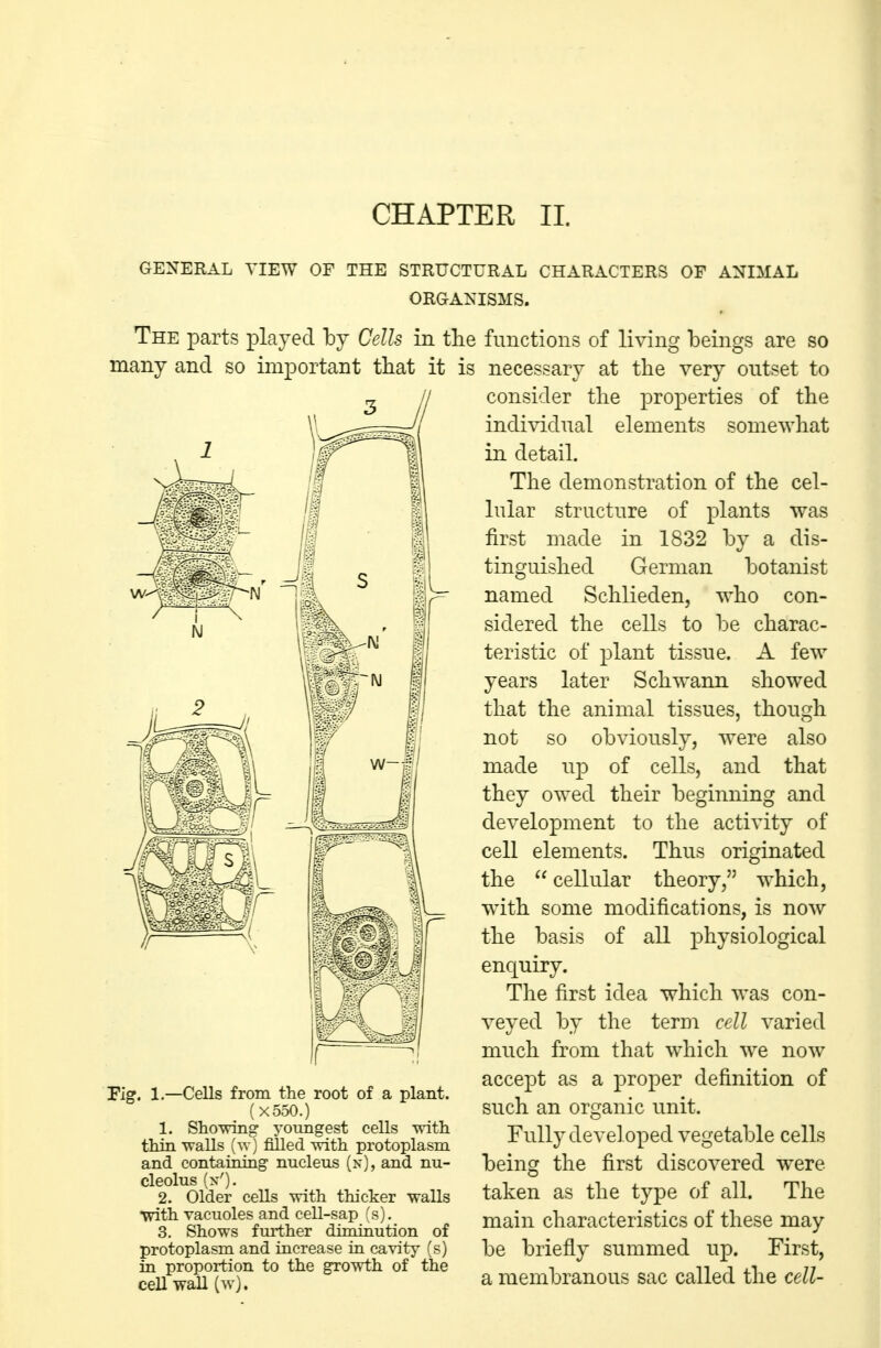 CHAPTER II. GENERAL VIEW OF THE STRUCTURAL CHARACTERS OF ANIMAL ORGANISMS. The parts played by Cells in the many and so important that it is Fig. 1.—Cells from the root of a plant. (X550.) 1. Sho-wing youngest cells witli thin walls (w) filled with protoplasm and containing nucleus (x), and nu- cleolus (x'). 2. Older cells with thicker walls with vacuoles and cell-sap ^s). 3. Shows fiuther diminution of protoplasm and increase in cavity (s) in proportion to the growi:h of the cell wall (w). functions of living beings are so necessary at the very outset to consider the properties of the individual elements somewhat in detail. The demonstration of the cel- lular structure of plants was first made in 1832 by a dis- tinguished German botanist named Schlieden, who con- sidered the cells to be charac- teristic of plant tissue. A few years later Schwann showed that the animal tissues, though not so obviously, were also made up of cells, and that they owed their beginning and development to the activity of cell elements. Thus originated the  cellular theory, which, with some modifications, is now the basis of all physiological enquiry. The first idea which was con- veyed by the term cell varied much from that which we now accept as a proper definition of such an organic unit. Fully developed vegetable cells being the first discovered were taken as the type of all. The main characteristics of these may be briefly summed up. First, a membranous sac called the cell-