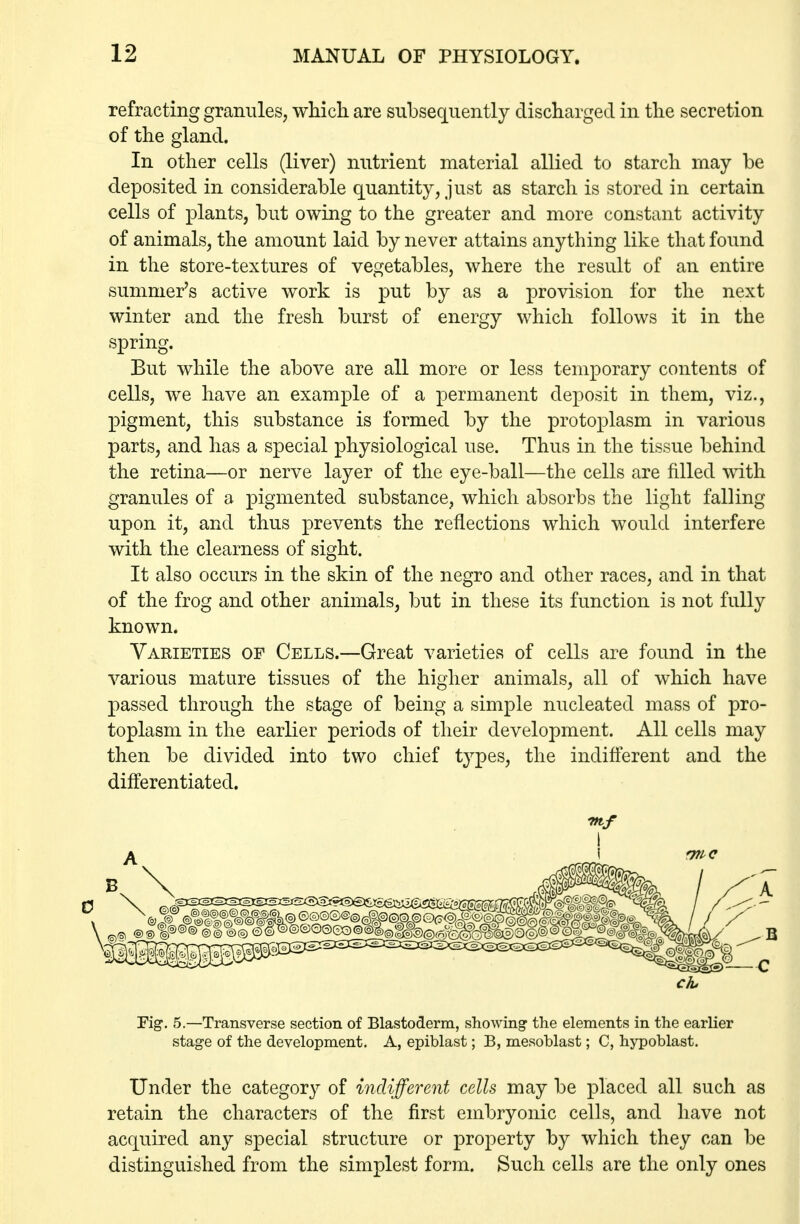refracting granules, whicli are subsequently discharged in the secretion of the gland. In other cells (liver) nutrient material allied to starch rnay be deposited in considerable quantity, just as starch is stored in certain cells of plants, but owing to the greater and more constant activity of animals, the amount laid by never attains anything like that found in the store-textures of vegetables, where the result of an entire summer's active work is put by as a provision for the next winter and the fresh burst of energy which follows it in the spring. But while the above are all more or less temporary contents of cells, we have an example of a permanent deposit in them, viz., pigment, this substance is formed by the protoplasm in various parts, and has a special physiological use. Thus in the tissue behind the retina—or nerve layer of the eye-ball—the cells are filled with granules of a pigmented substance, which absorbs the light falling upon it, and thus prevents the reflections which would interfere with the clearness of sight. It also occurs in the skin of the negro and other races, and in that of the frog and other animals, but in these its function is not fully know^n. Varieties of Cells.—Great varieties of cells are found in the various mature tissues of the higher animals, all of which have passed through the stage of being a simple nucleated mass of pro- toplasm in the earlier periods of their development. All cells may then be divided into two chief types, the indifl'erent and the differentiated. fftf I Fig. 5.—Transverse section of Blastoderm, showing the elements in the earlier stage of the development. A, epiblast; B, mesoblast; C, hypoblast. Under the category of indifferent cells may be placed all such as retain the characters of the first embryonic cells, and have not acquired any special structure or property by which they can be distinguished from the simplest form. Such cells are the only ones