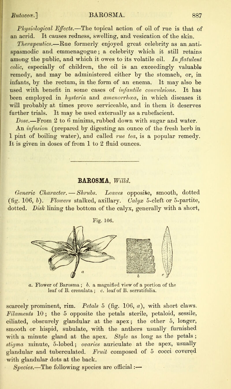 Physiological Effects.—The topical action of oil of rue is that of an acrid. It causes redness, swelling, and vesication of the skin. Therapeutics.—Rue formerly enjoyed great celebrity as an anti- spasmodic and emmenagogue; a celebrity which it still retains among the public, and which it owes to its volatile oil. In flatulent colic, especially of children, the oil is an exceedingly valuable remedy, and may be administered either by the stomach, or, in infants, by the rectum, in the form of an enema. It may also be used with benefit in some cases of infantile convulsions. It has been employed in hysteria and amenorrhoea, in which, diseases it will probably at times prove serviceable, and in them it deserves further trials. It may be used externally as a rubefacient. Dose.—From 2 to 6 minims, rubbed down with sugar and water. An infusion (prepared by digesting an ounce of the fresh herb in 1 pint of boiling water), and called rue tea, is a popular remedy. It is given in doses of from 1 to 2 fluid ounces. BAROSMA, Willd. Generic Character. — Shrubs. Leaves opposite, smooth, dotted (fig. 106, b). Flowers stalked, axillary. Calyx 5-cleft or 5-partite, dotted. Dish lining the bottom of the calyx, generally with a short, Fig. 106. a. Flower of Barosma ; b. a magnified view of a portion of the leaf of B. crenulata ; c. leaf of B. serratifolia. scarcely prominent, rim. Petals 5 (fig. 106, a), with short claws. Filaments 10 ; the 5 opposite the petals sterile, petaloid, sessile, ciliated, obscurely glandular at the apex; the other 5, longer, smooth or hispid, subulate, with the anthers usually furnished with a minute gland at the apex. Style as long as the petals ; stigma minute, 5-lobed; ovaries auriculate at the apex, usually glandular and tuberculated. Fruit composed of 5 cocci covered with glandular dots at the back. Species.—The following species are official:—