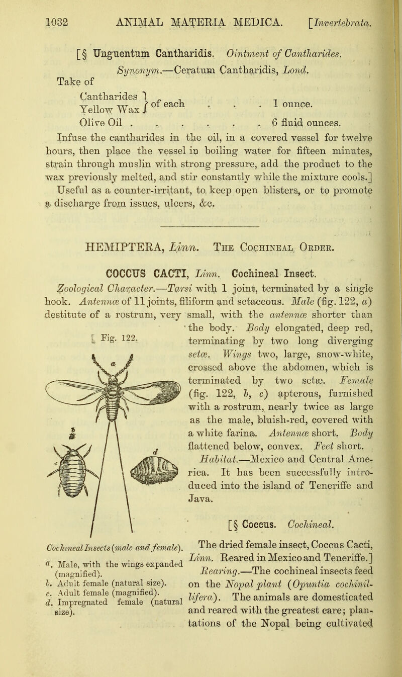 [§ Unguentum Canthari&is, Ointment of Cantharides. Synonym.—Ceratum Cantharidis, Lond. Take of Cantharides 1 ■xr n -xtst t of each ', . .1 ounce. Yellow Wax J Olive Oil .... . . 6 fluid ounces. Infuse the cantharides in the oi,l, in a covered vessel for twelve hours, then place the vessel iu boiling water for fifteen minutes, strain through muslin with strong pressure, add the product to the wax previously melted, and stir constantly while the mixture cools.] Useful as a counter-irritant, to keep open blisters, or to promote a discharge from issues, ulcers, &c. HEMIPTEEA, Linn. The Cochineal, Order. Fig. 122. COCCUS CACTI, Linn. Cochineal Insect. Zoological Character.—Tarsi with 1 joint, terminated by a single hook. Antennce of 11 joints, filiform and setaceous. Male (fig. 122, a) destitute of a rostrum, very small, with the antennce shorter than the body. Body elongated, deep red, terminating by two long diverging setce. Viings two, large, snow-white, crossed above the abdomen, which is terminated by two setes. Female (fig. 122, b, c) apterous, furnished with a rostrum, nearly twice as large as the male, bluish-red, covered with a white farina. Antennce short. Body flattened below, convex. Feet short. Habitat.—Mexico and Central Ame- rica. It has been successfully intro- duced into the island of Teneriffe and Java. Cochineal Insects {male and female). a. Male, with the wings expanded (magnified). b. Adult female (natural size). c. Adult female (magnified). d. Impregnated female (natural size). [§ Coccus. Cochineal. The dried female insect, Coccus Cacti, Linn. Reared in Mexico and Teneriffe.] Bearing.—The cochineal insects feed on the Nopal plant (Opuntia cochinil- lifera). The animals are domesticated and reared with the greatest care; plan- tations of the Nopal being cultivated