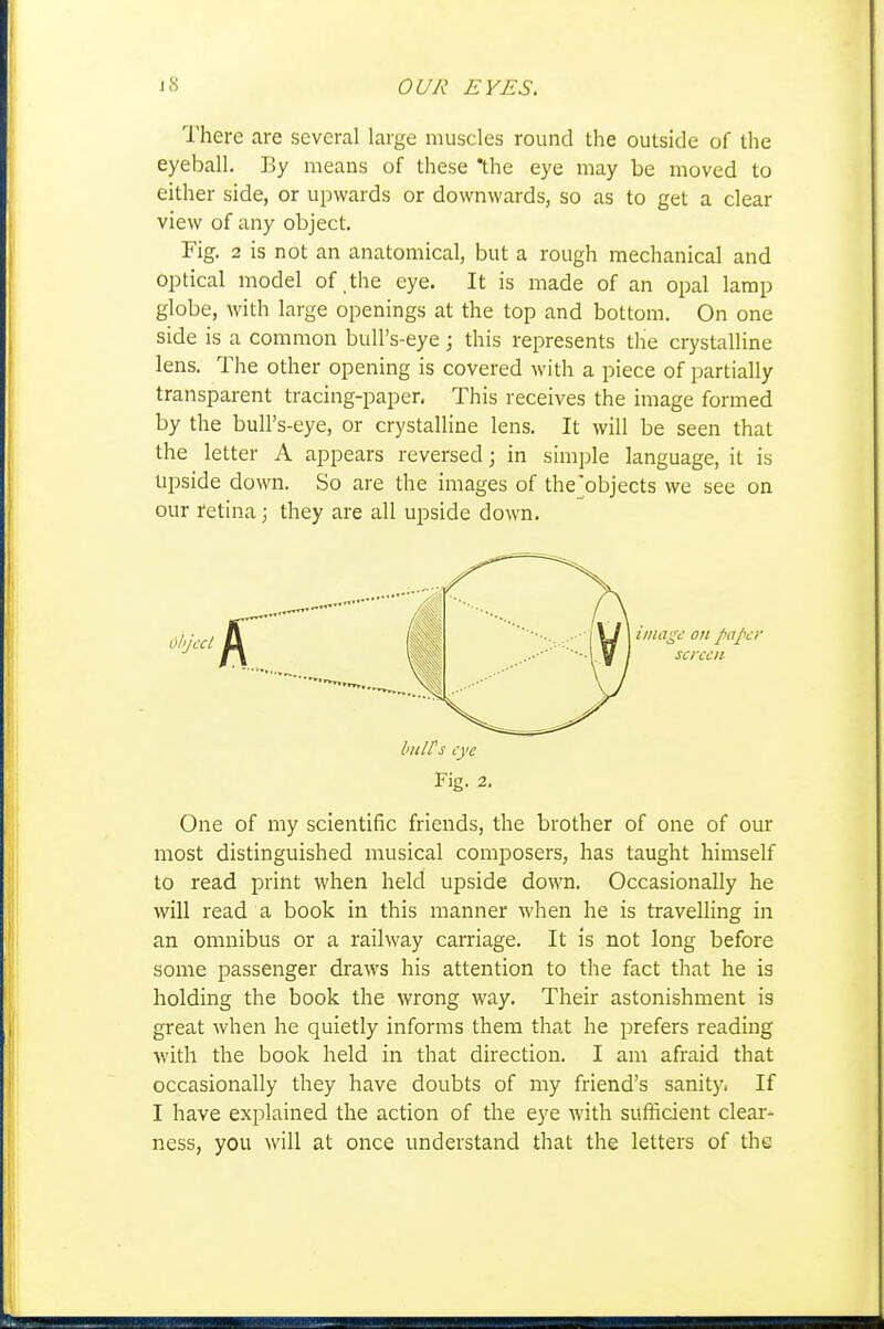 There are several large muscles round the outside of the eyeball. By means of these the eye may be moved to either side, or upwards or downwards, so as to get a clear view of any object. Fig. 2 is not an anatomical, but a rough mechanical and optical model of the eye. It is made of an opal lamp globe, with large openings at the top and bottom. On one side is a common bull's-eye; this represents the crystalline lens. The other opening is covered with a piece of partially transparent tracing-paper. This receives the image formed by the bull's-eye, or crystalline lens. It will be seen that the letter A appears reversed; in simple language, it is Upside down. So are the images of the'objects we see on our retina; they are all upside down. bulPs eye Fig. 2. One of my scientific friends, the brother of one of our most distinguished musical composers, has taught himself to read print when held upside down. Occasionally he will read a book in this manner when he is travelling in an omnibus or a railway carriage. It is not long before some passenger draws his attention to the fact that he is holding the book the wrong way. Their astonishment is great when he quietly informs them that he prefers reading with the book held in that direction. I am afraid that occasionally they have doubts of my friend's sanityi If I have explained the action of the eye with sufficient clear- ness, you will at once understand that the letters of the