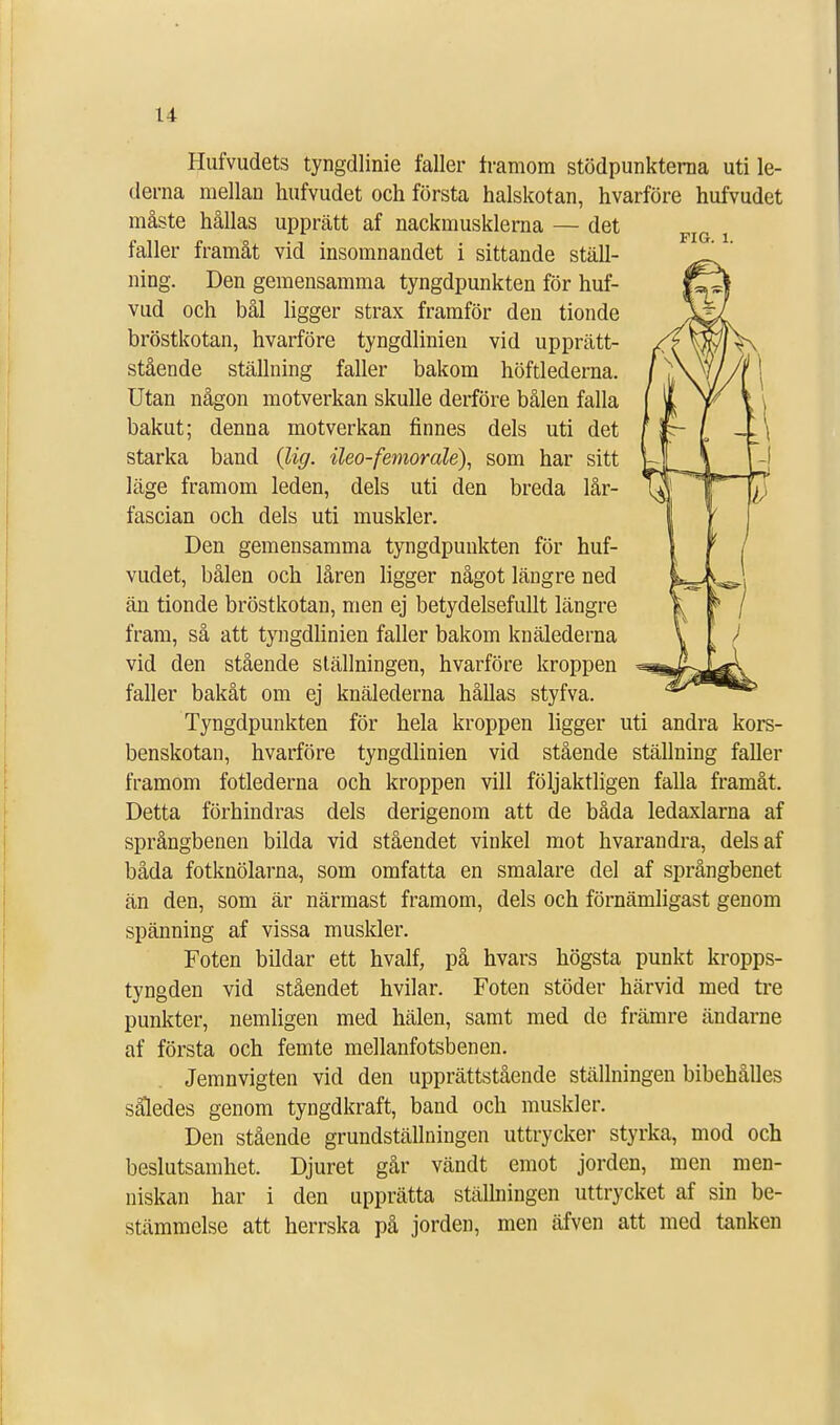 u Fl G. 1. Hufvudets tyngdlinie faller framom stödpunkterna uti le- derna mellan hufvudet och första halskotan, hvarföre hufvudet måste hållas upprätt af nackmusklerna — det faller framåt vid insomnandet i sittande ställ- ning. Den gemensamma tyngdpunkten för huf- vud och bål ligger strax framför den tionde bröstkotan, hvarföre tyngdlinien vid upprätt- stående ställning faller bakom höftlederna. Utan någon motverkan skulle derföre bålen falla bakut; denna motverkan finnes dels uti det starka band (lig. ileo-femoralé), som har sitt läge framom leden, dels uti den breda lår- fascian och dels uti muskler. Den gemensamma tyngdpunkten för huf- vudet, bålen och låren ligger något längre ned än tionde bröstkotan, men ej betydelsefullt längre fram, så att tyngdlinien faller bakom knälederna vid den stående ställningen, hvarföre kroppen faller bakåt om ej knälederna hållas styfva. Tyngdpunkten för hela kroppen ligger uti andra kors- benskotan, hvarföre tyngdlinien vid stående ställning faller framom fotlederna och kroppen vill följaktligen falla framåt. Detta förhindras dels derigenom att de båda ledaxlarna af språngbenen bilda vid ståendet vinkel mot hvarandra, dels af båda fotknölarna, som omfatta en smalare del af språngbenet än den, som är närmast framom, dels och förnämligast genom spänning af vissa muskler. Foten bildar ett hvalf, på hvars högsta punkt kropps- tyngden vid ståendet hvilar. Foten stöder härvid med tre punkter, nemligen med hälen, samt med de främre ändarne af första och femte mellanfotsbenen. Jemnvigten vid den upprättstående ställningen bibehålles således genom tyngdkraft, band och muskler. Den stående grundställningen uttrycker styrka, mod och beslutsamhet. Djuret går vändt emot jorden, men men- niskan har i den upprätta ställningen uttrycket af sin be- stämmelse att herrska på jorden, men äfven att med tanken